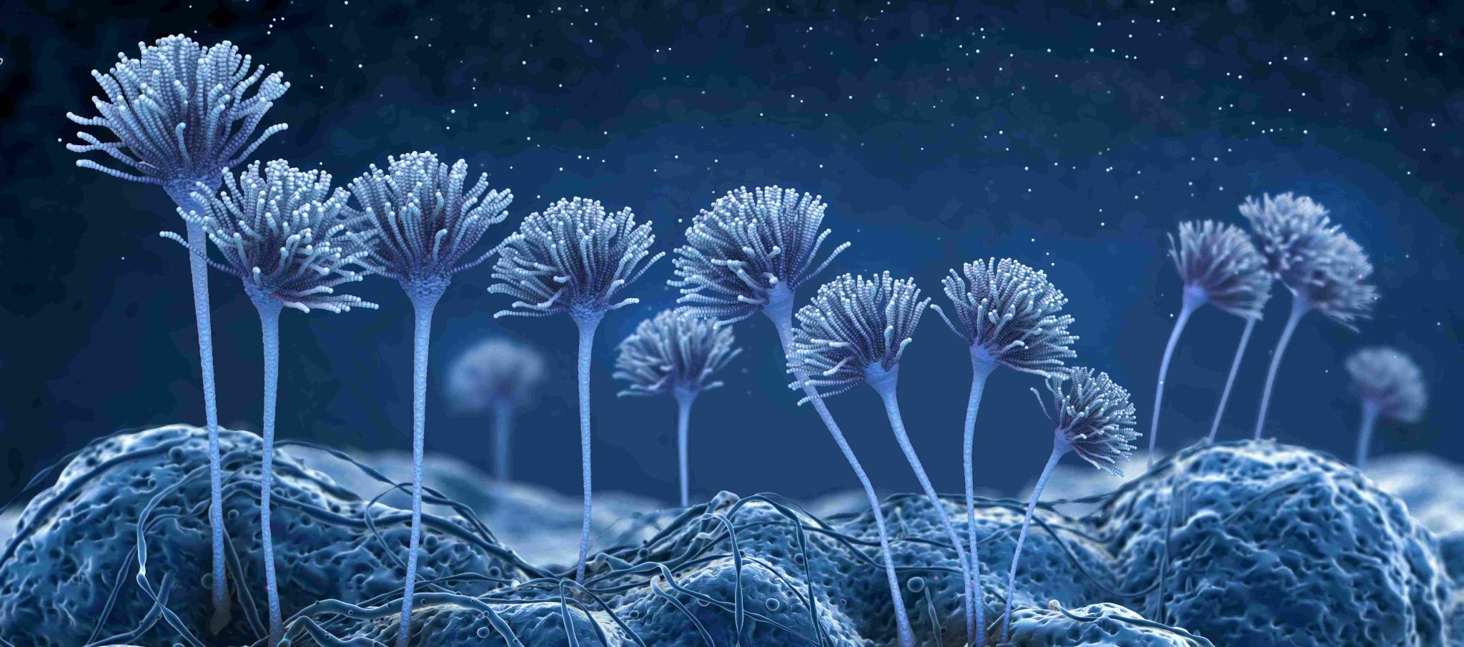 Mold spores under microscope