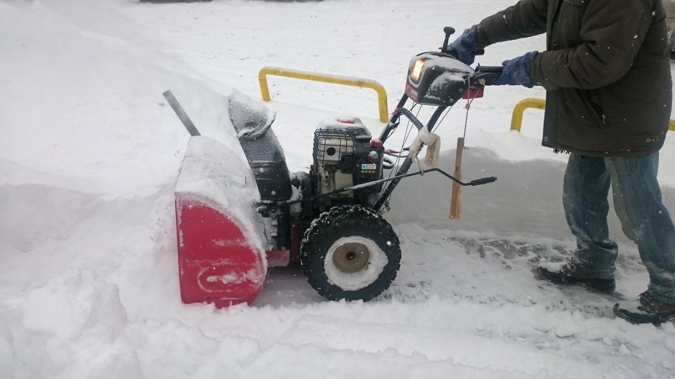 Hedge and Shrub Pruning