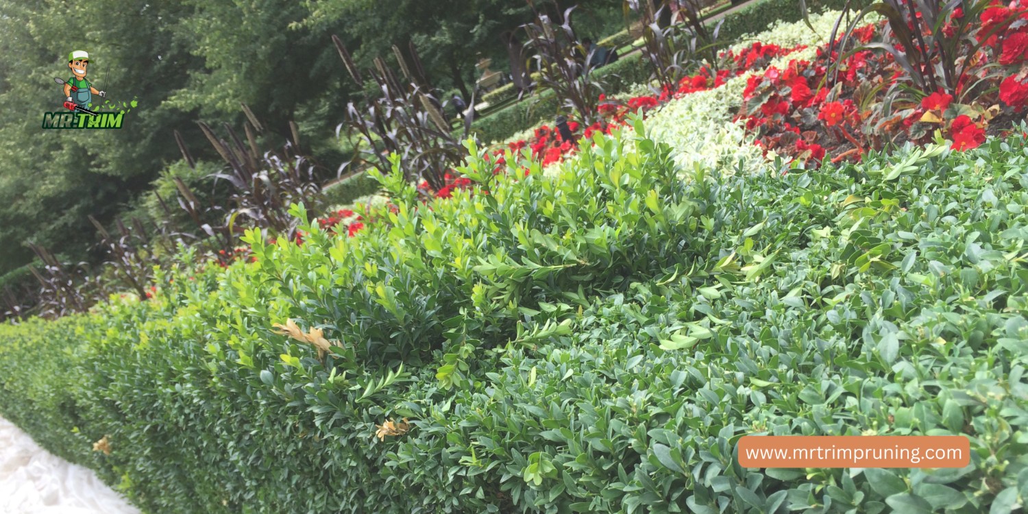 When Is the Best Time for Hedge Trimming in Bowmanville?