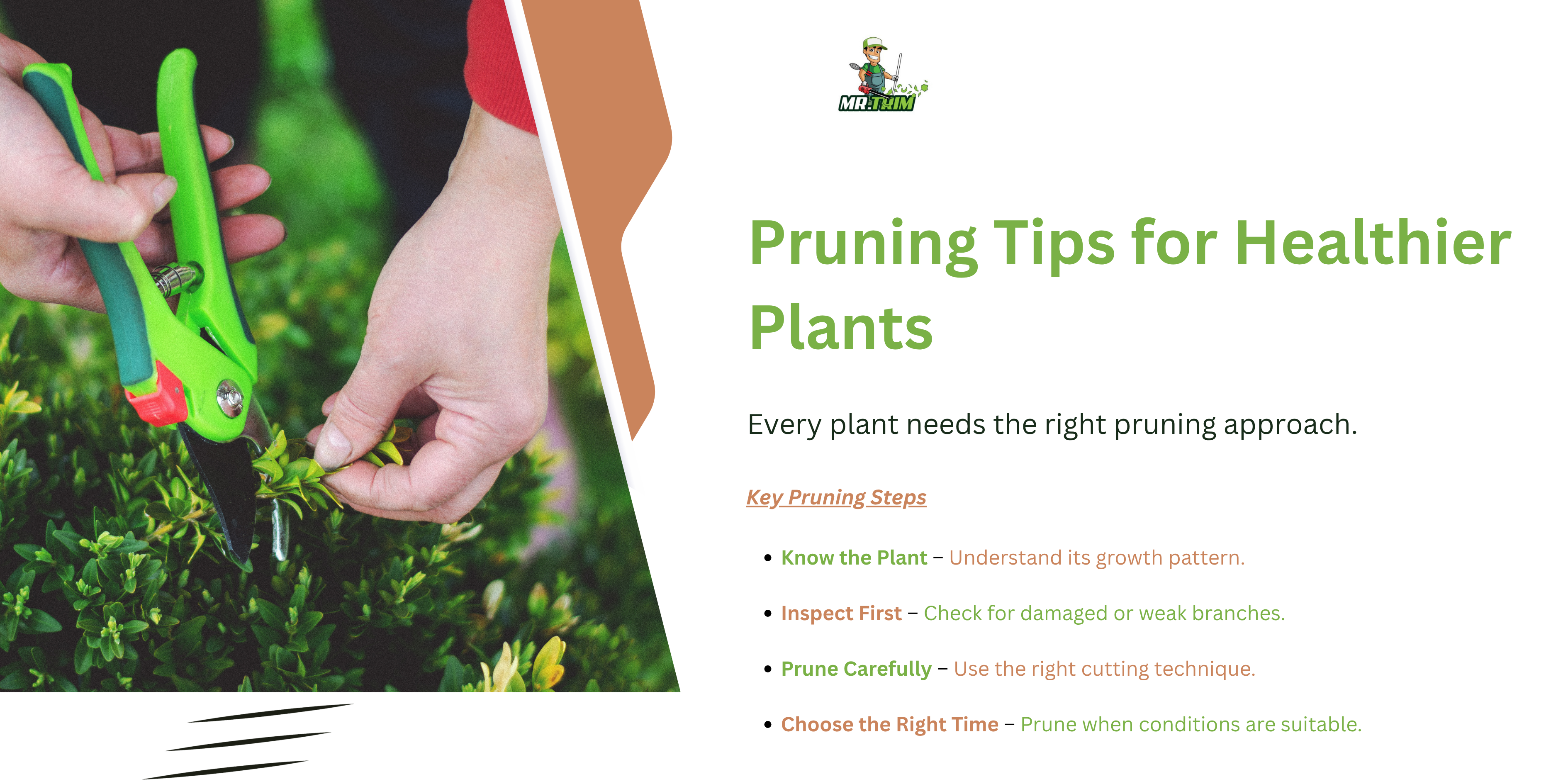 tree and shrub maintenance