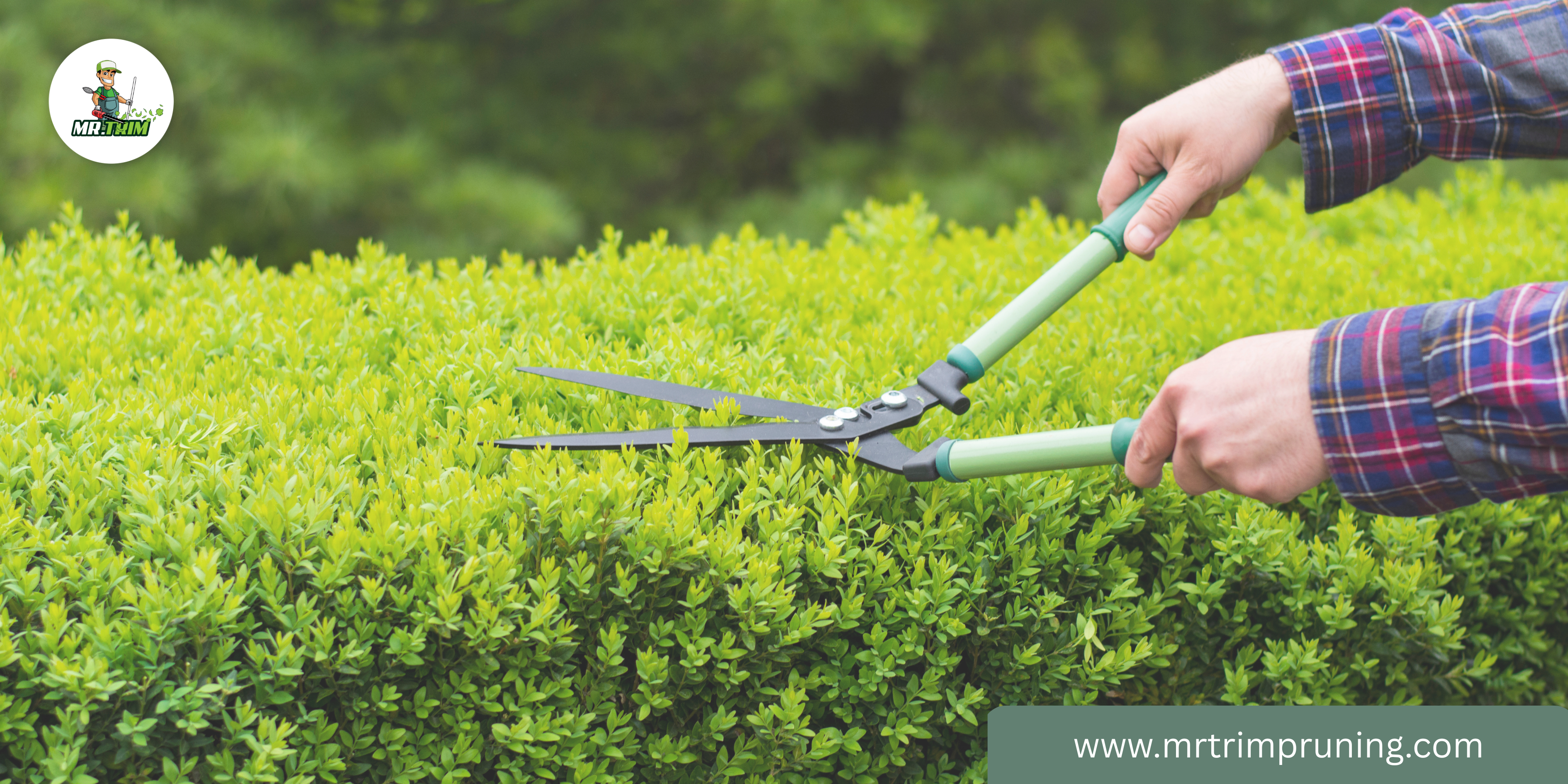 Common Pruning Mistakes That Can Harm Trees and Shrubs