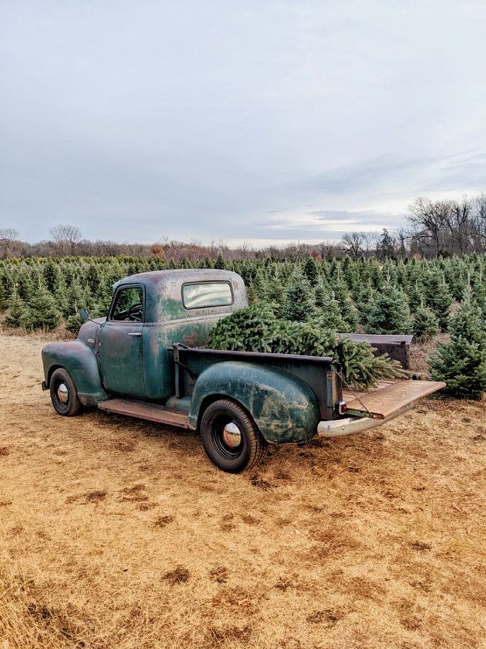 A vintage pickup truck with a Christmas tree in the bed, parked by the rows