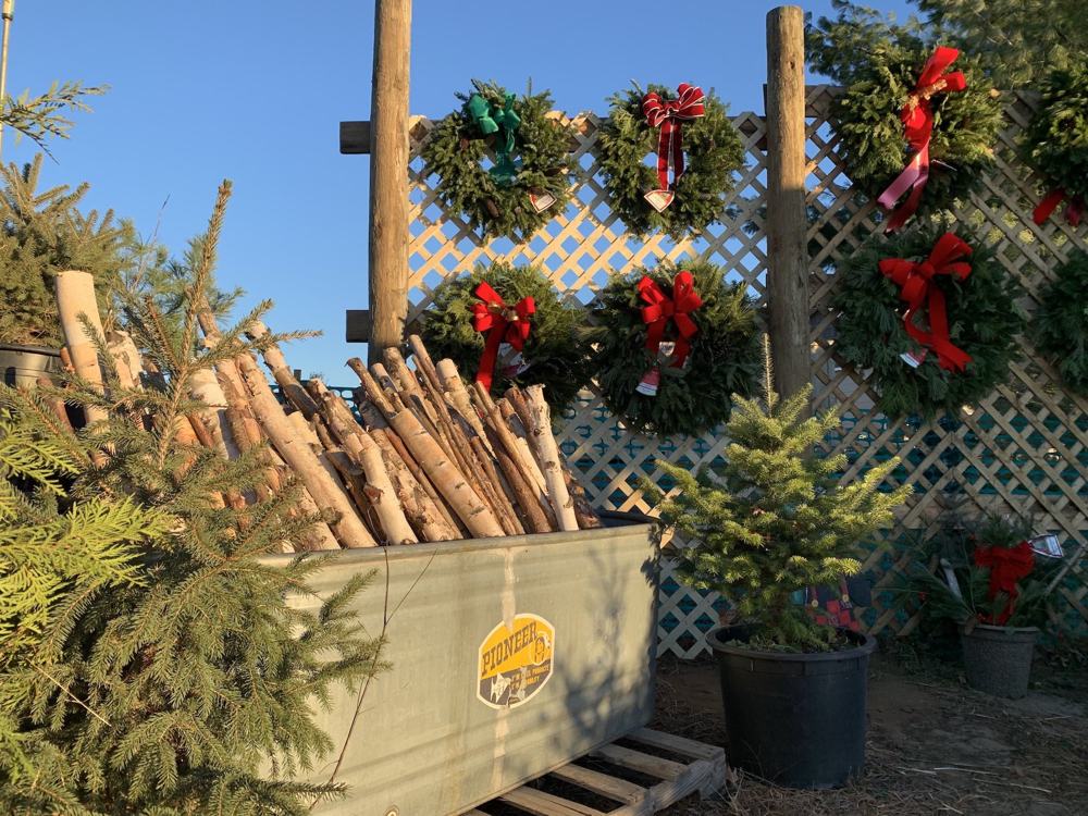 Fresh evergreen wreaths with red bows hanging at the farm