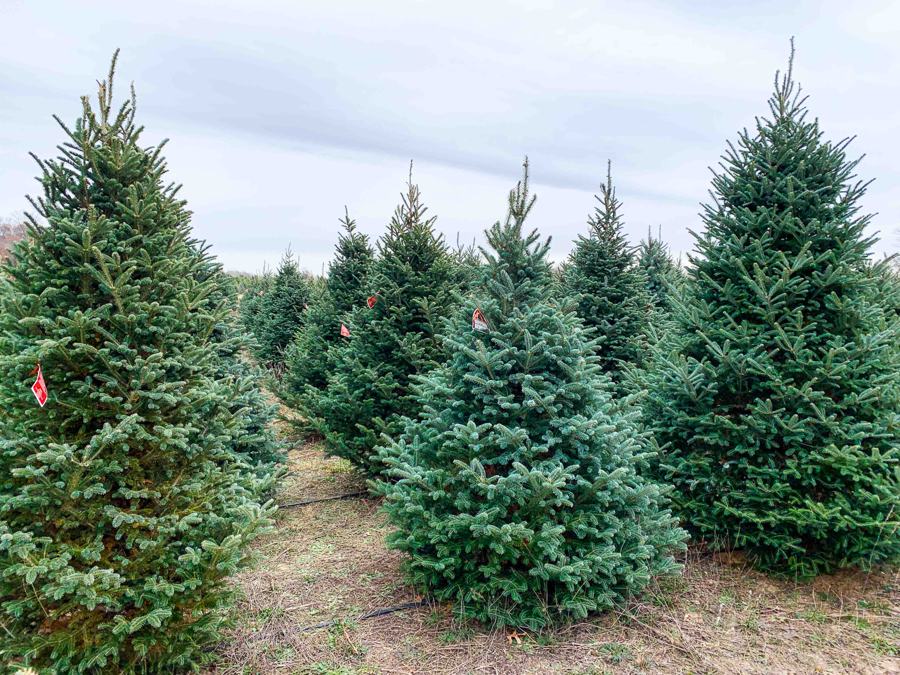 Rows of blue spruce and fir trees