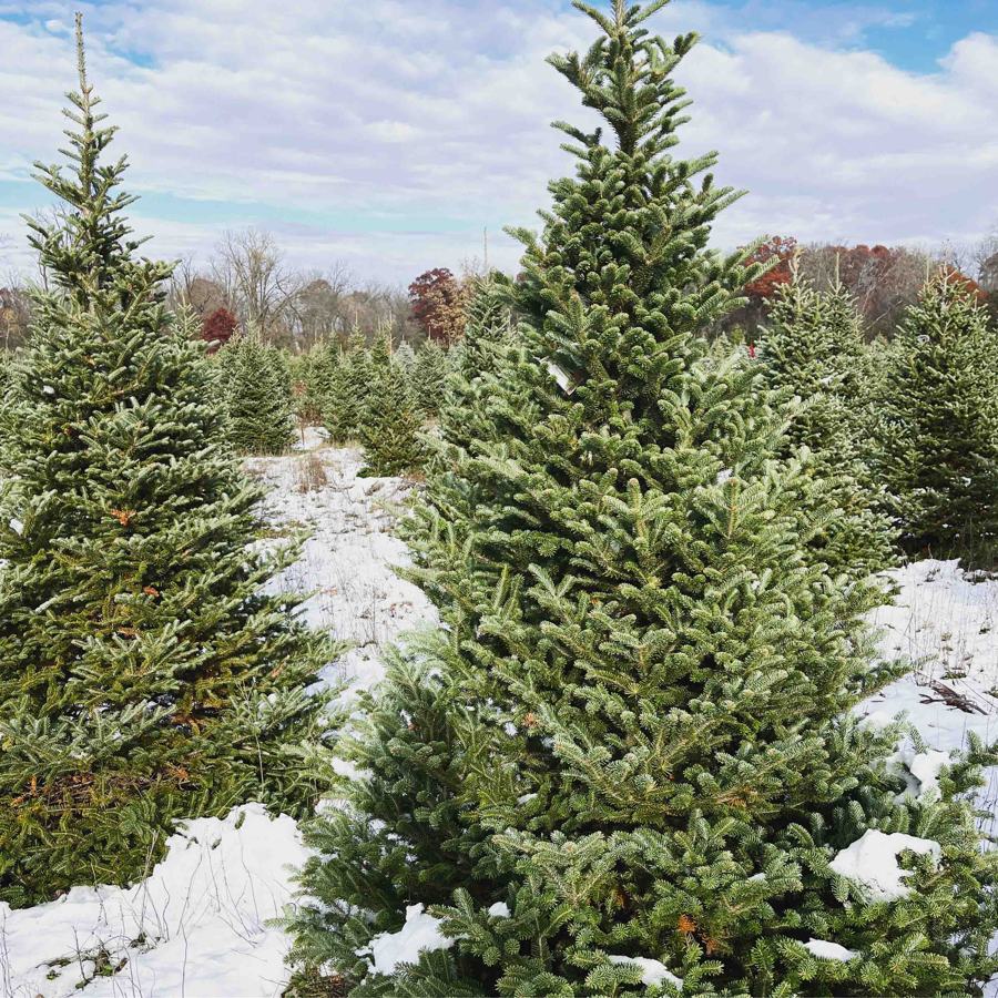 Fresh snow around a full fir tree in the field