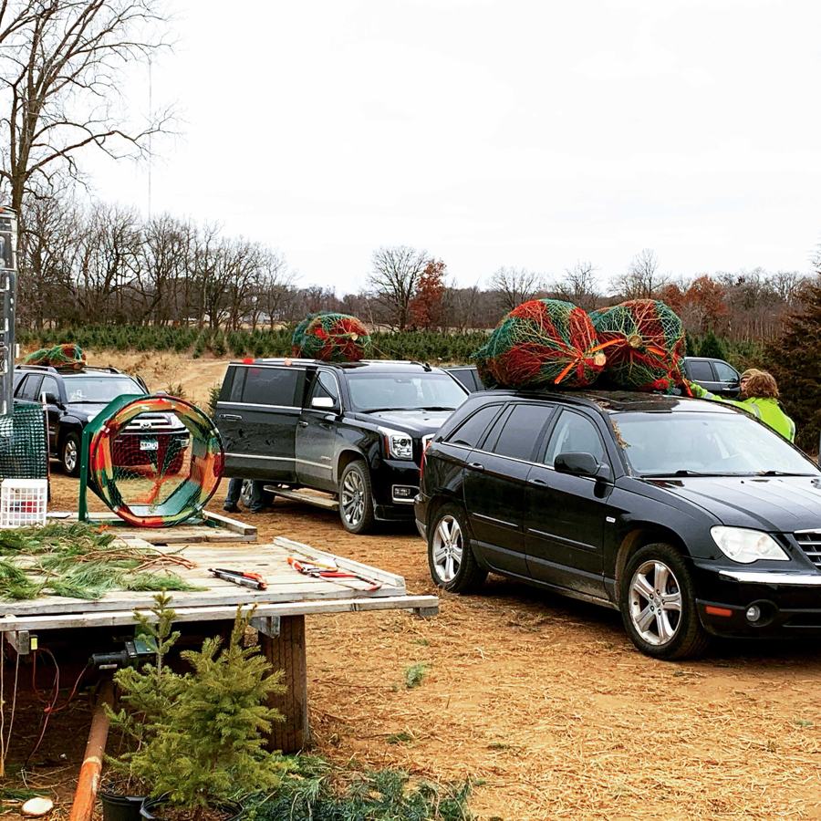 Baled trees tied to car roofs in the parking area