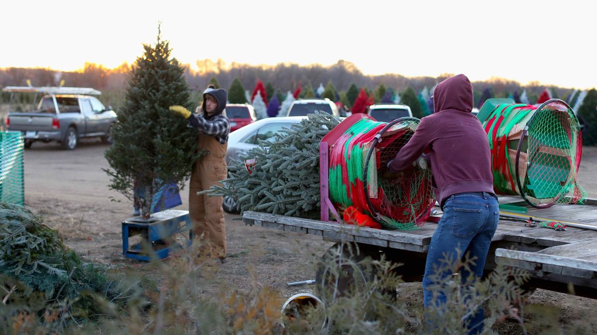 Staff netting a fresh-cut tree at the Our Farm pre-cut lot