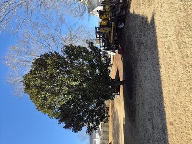 Stump Removal Taylors