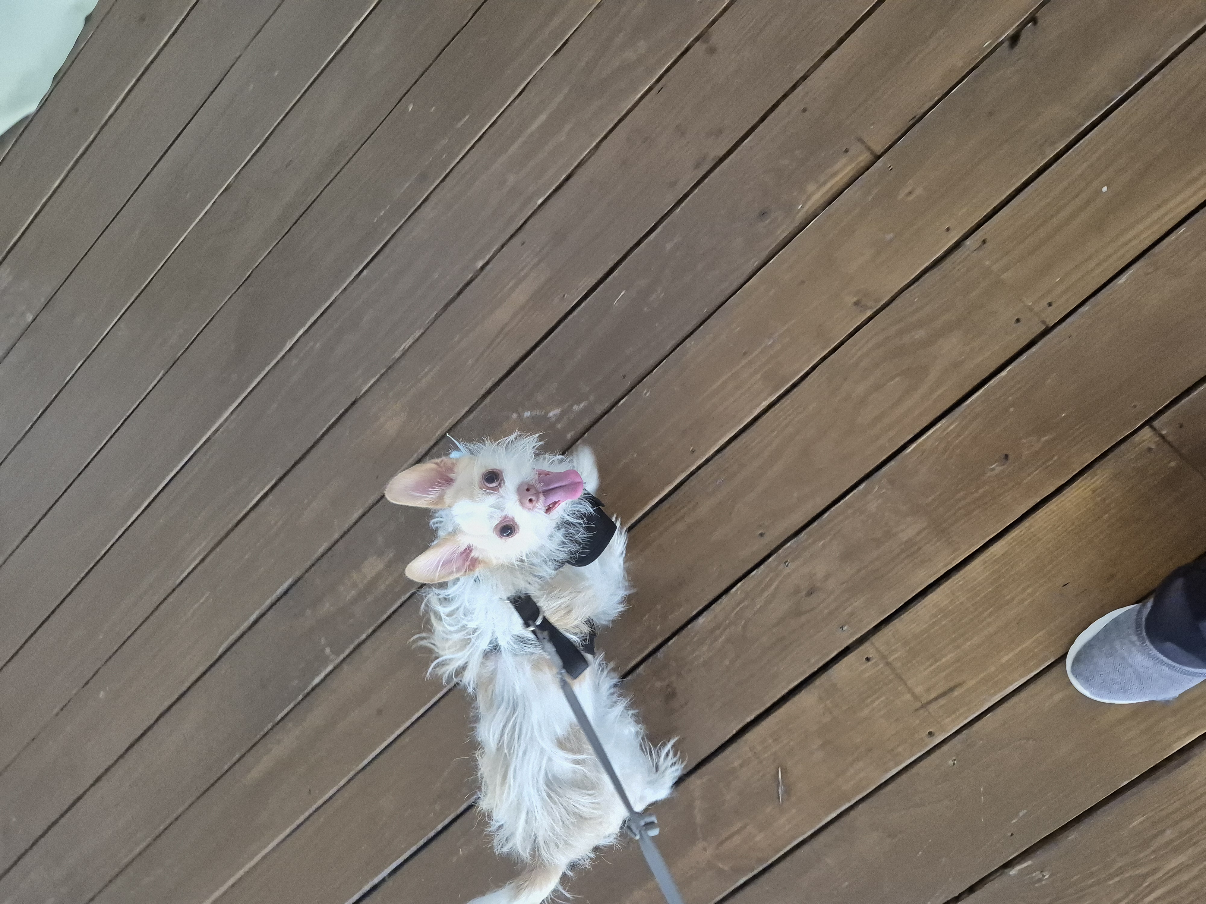 Small white dog wearing a black harness on a wooden deck