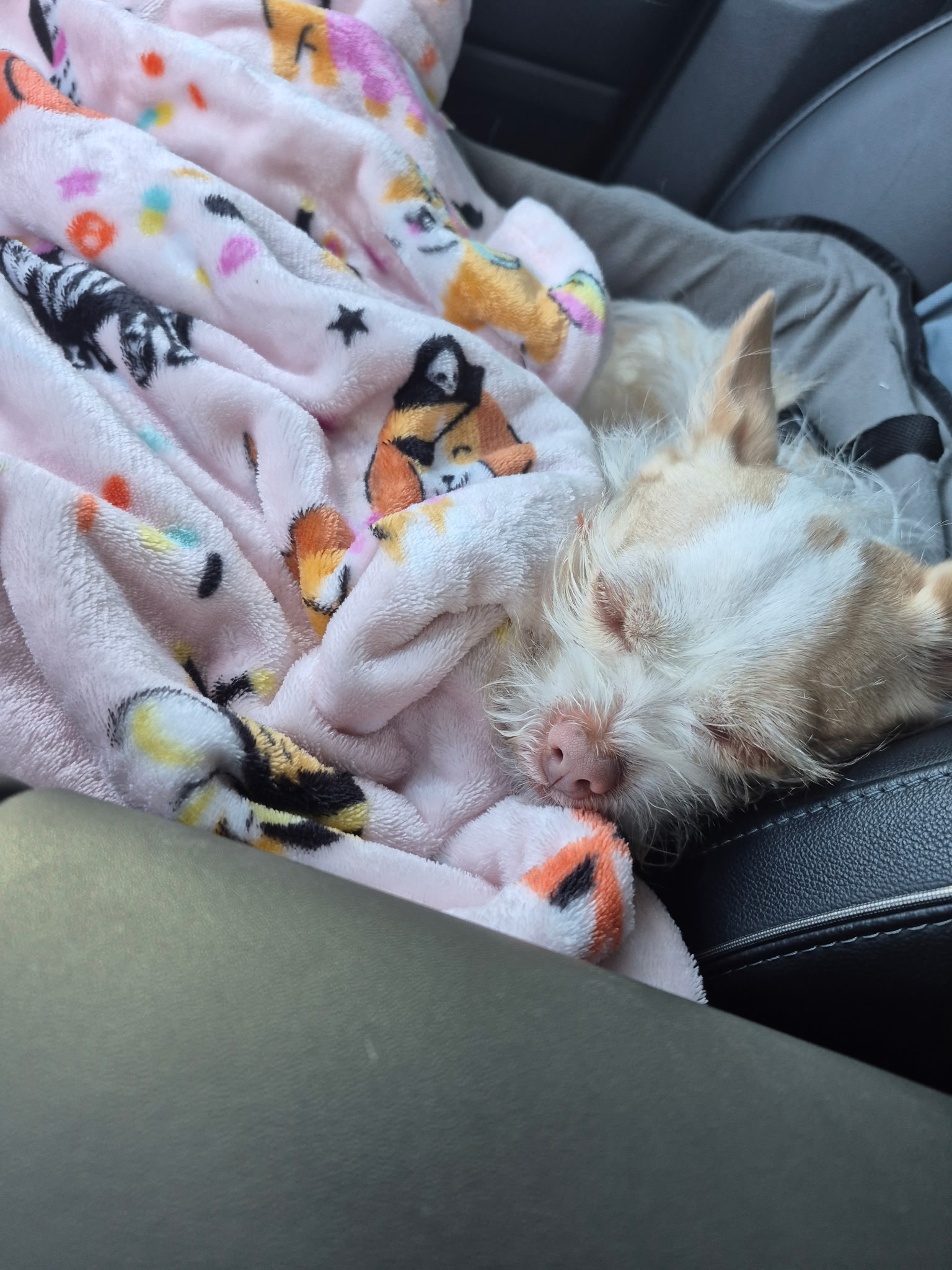 Small white dog sleeping beside a pink patterned blanket in a car