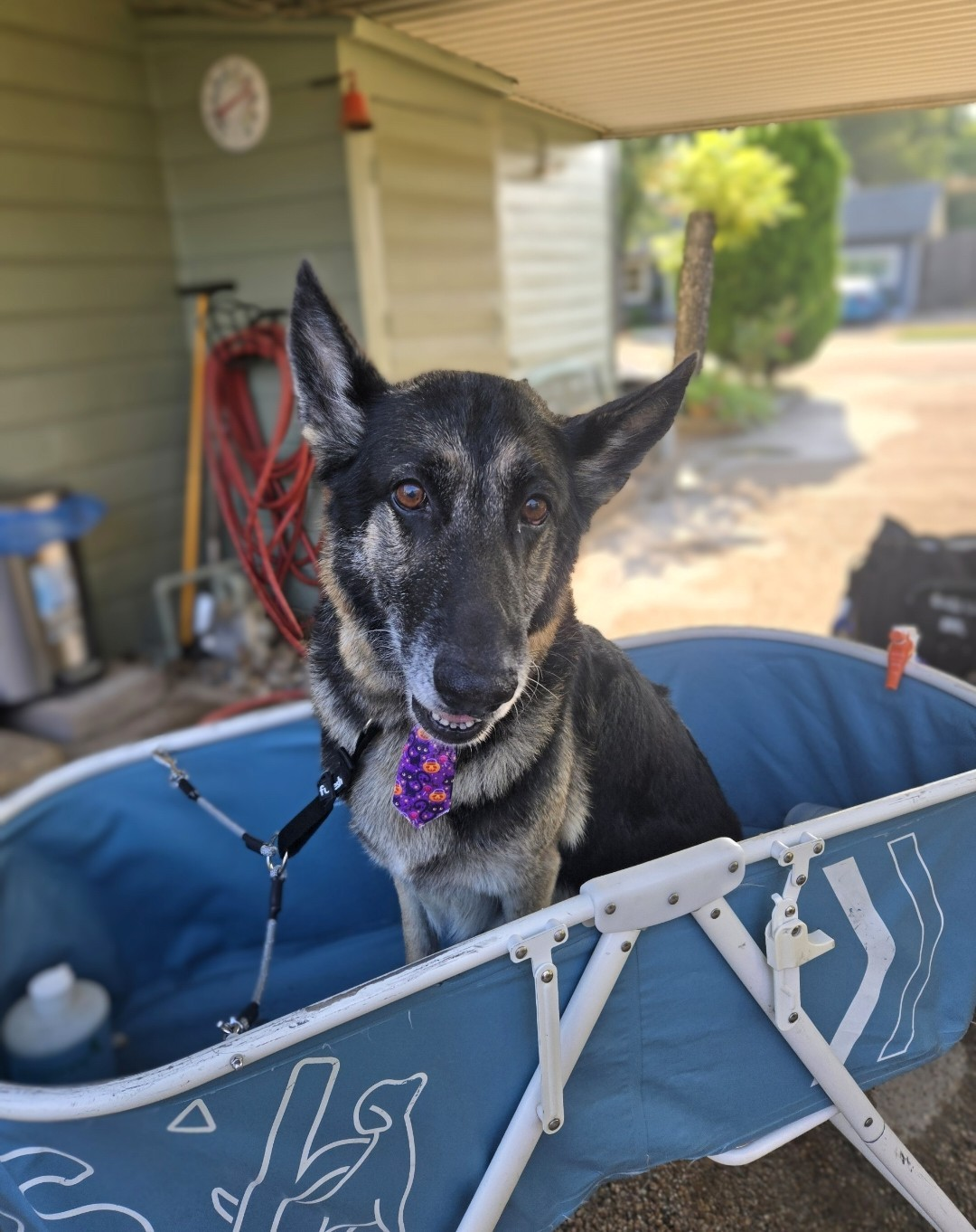 Freshly groomed German Shepherd after a bath
