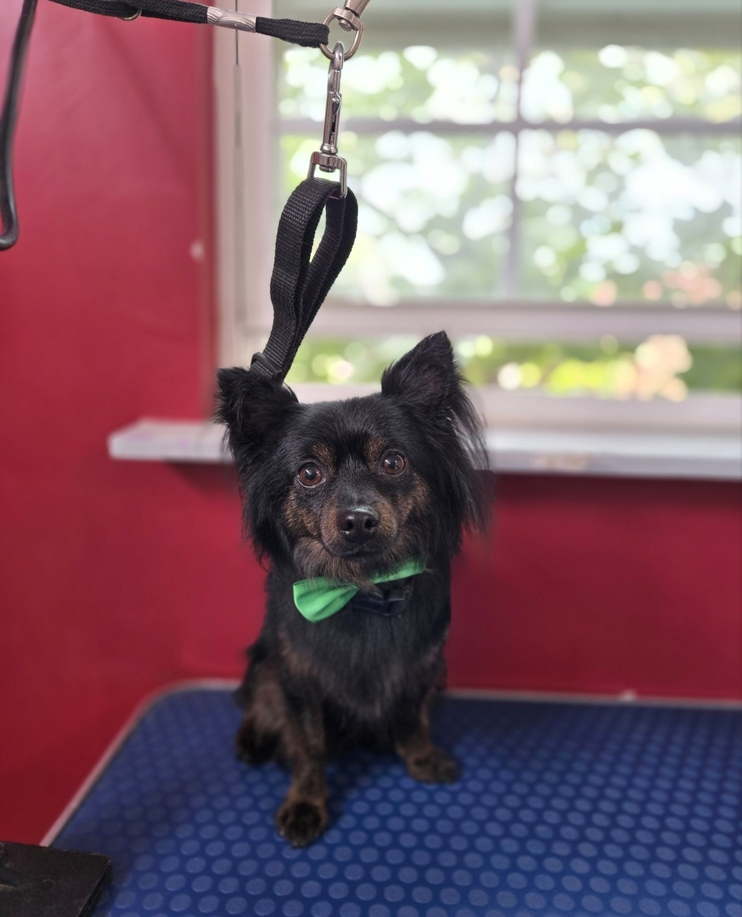 Freshly groomed small dog