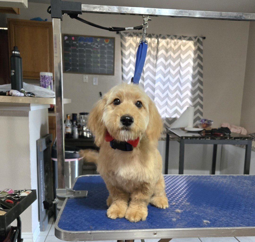 Freshly groomed puppy