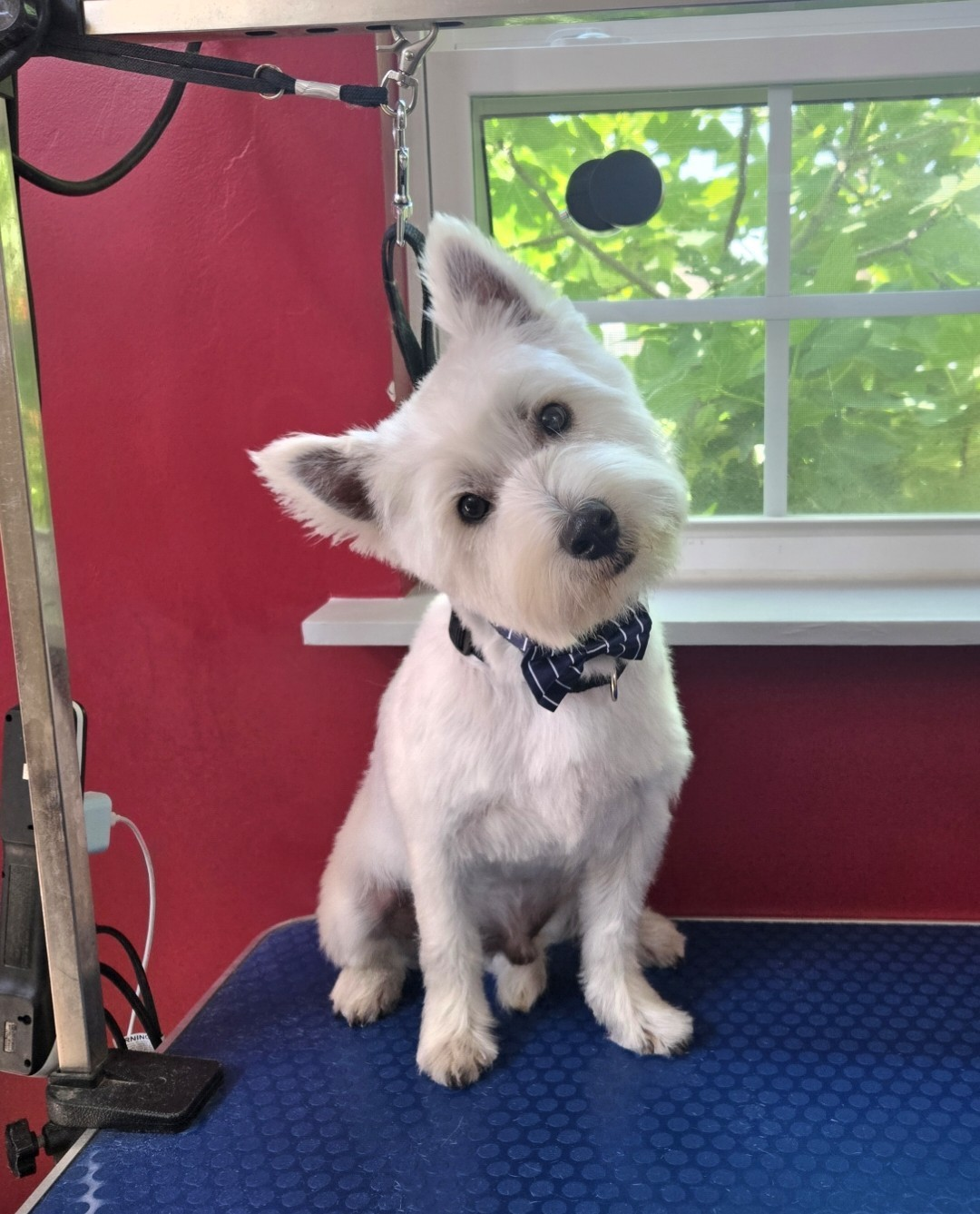 Freshly groomed Westie