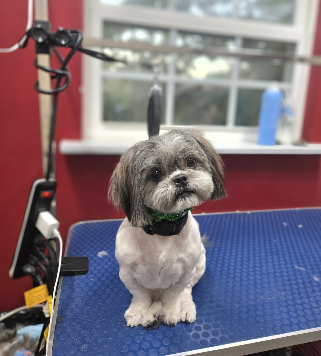 Freshly groomed Shih Tzu