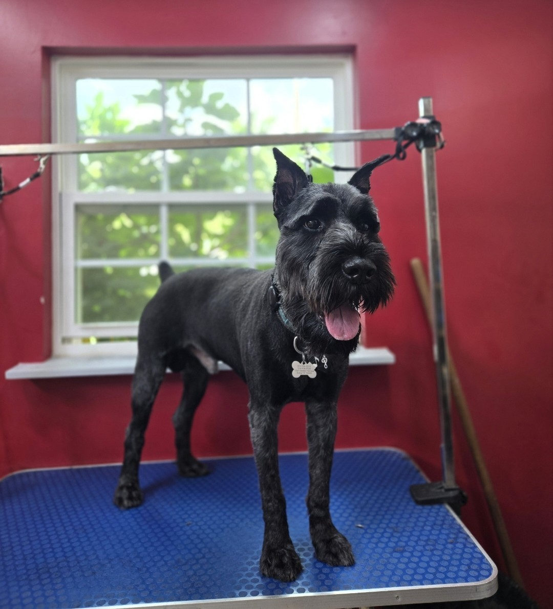 Freshly groomed Schnauzer
