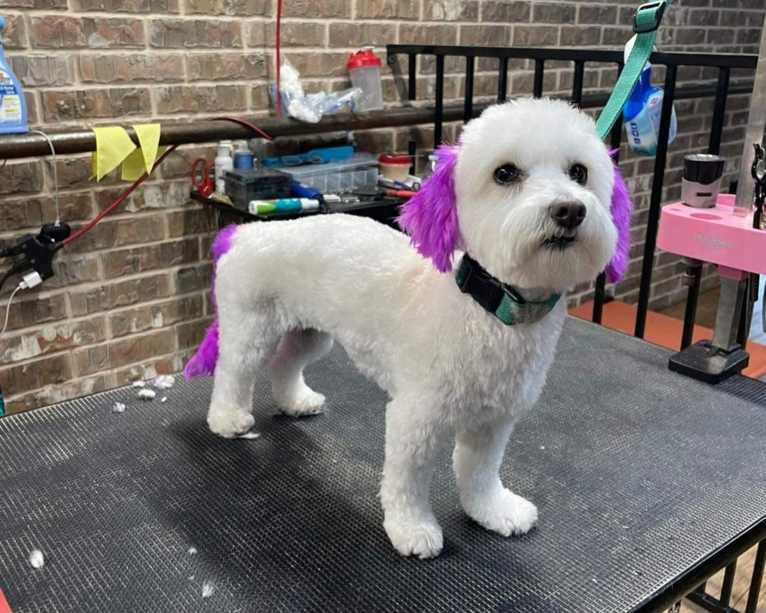 Pet-safe creative hair color
