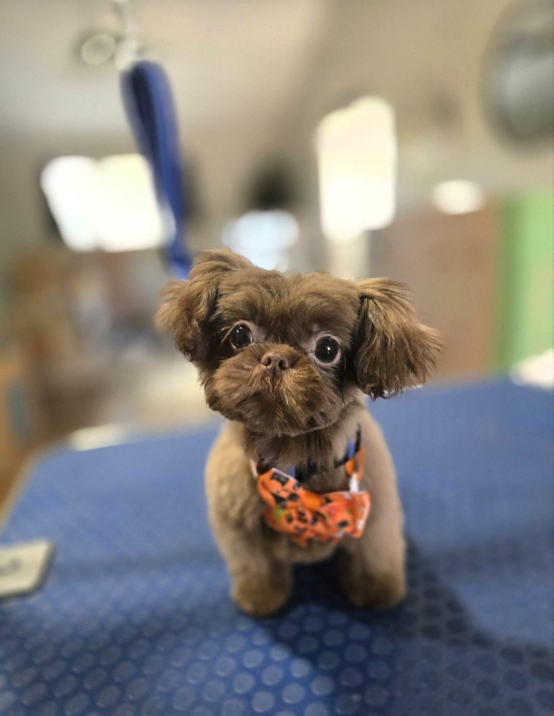 Freshly groomed small dog wearing an orange bandanna