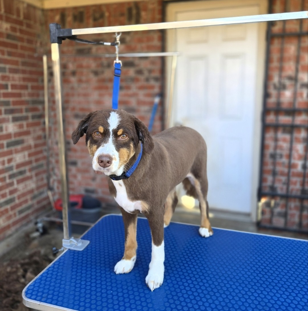 Freshly groomed large dog