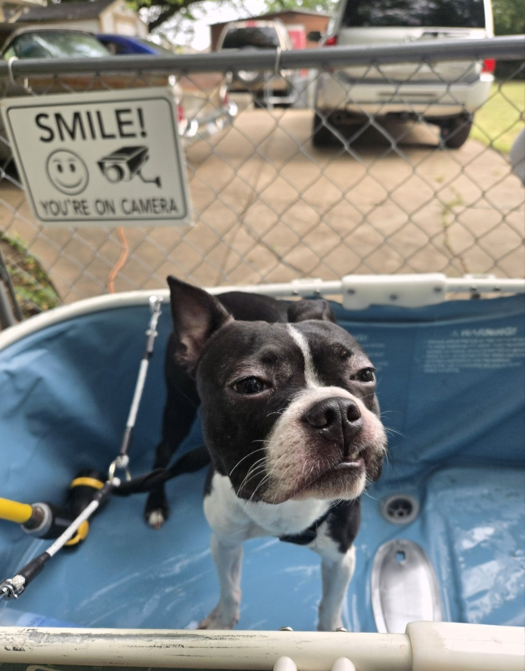 Boston Terrier bath day