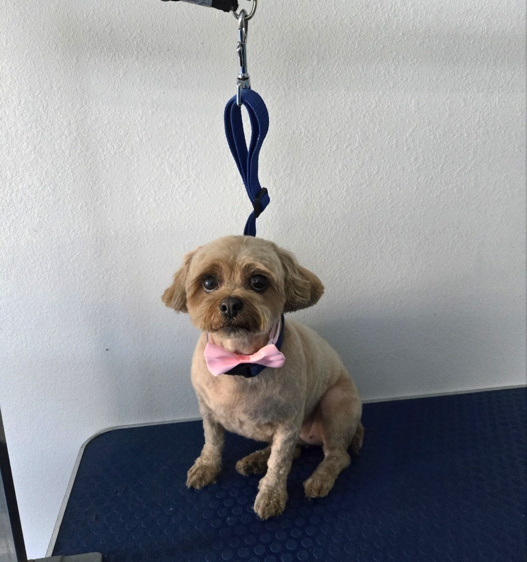 Freshly groomed small dog