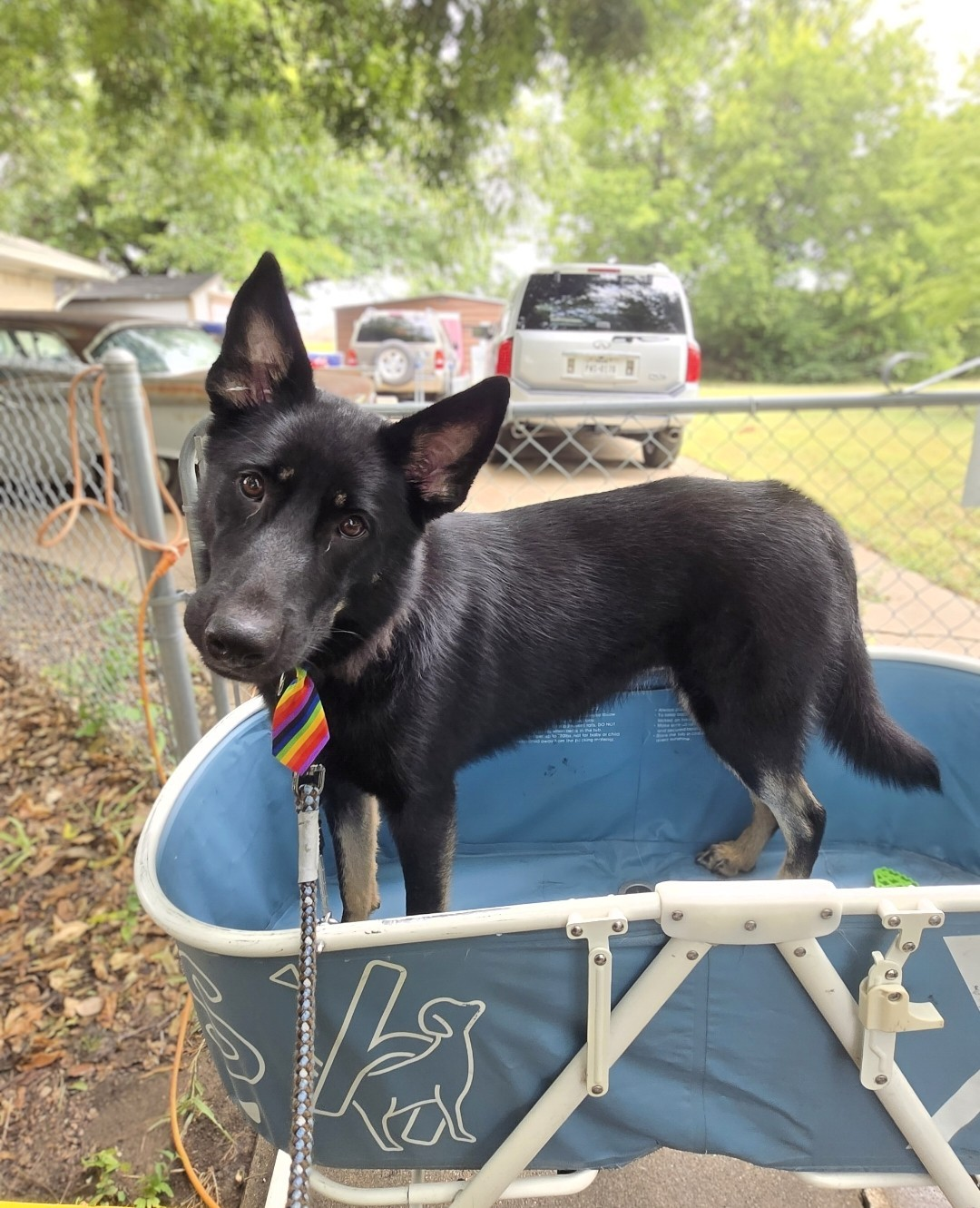 German Shepherd bath day