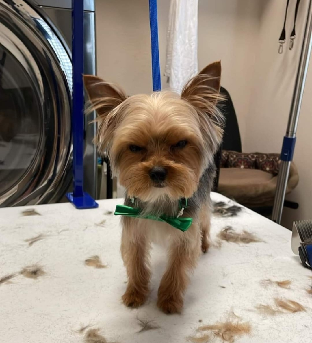 Freshly groomed Yorkshire Terrier