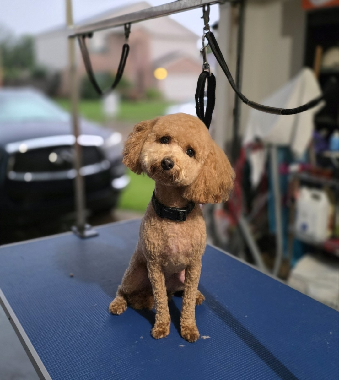 Freshly groomed poodle