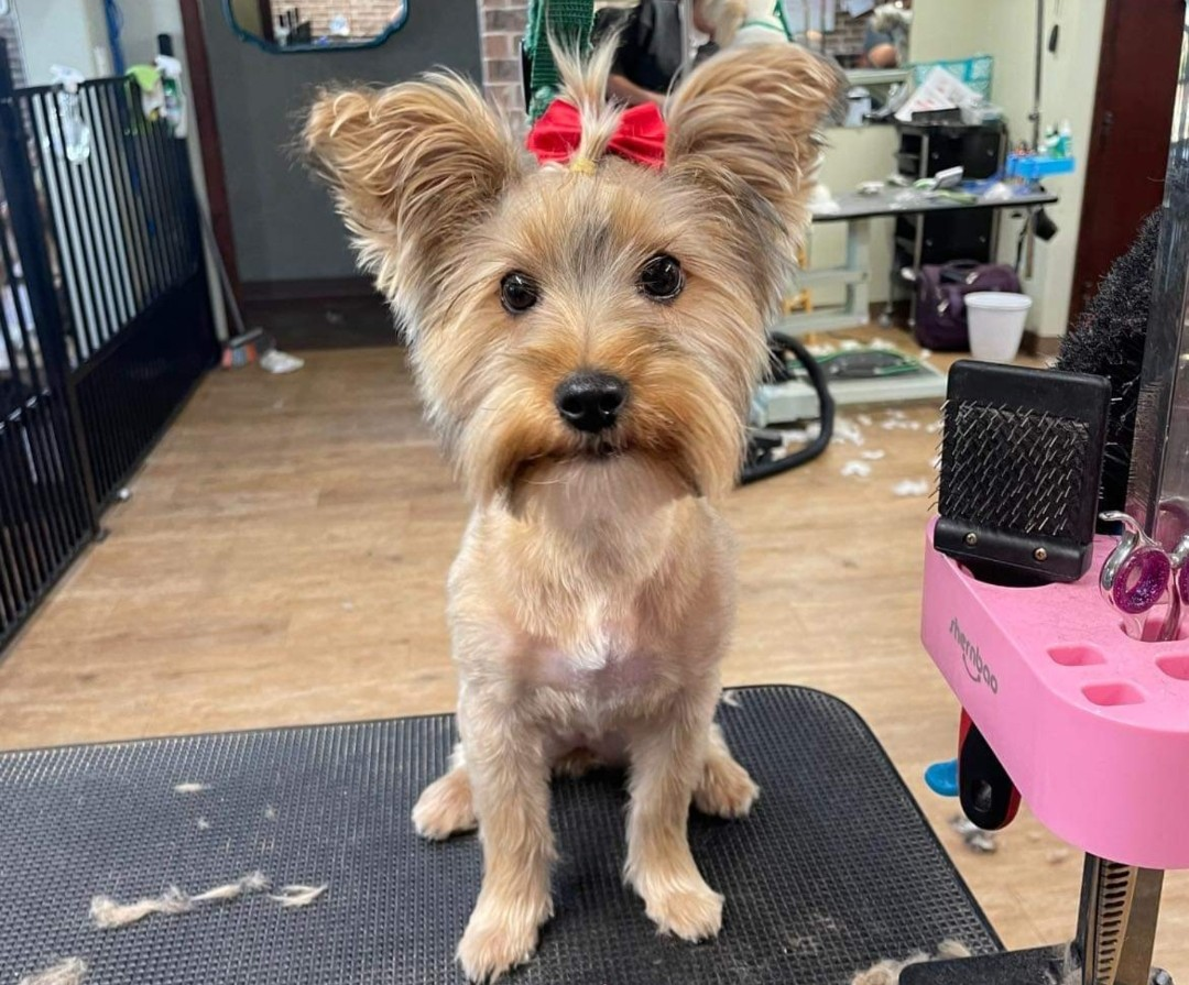 Freshly groomed Yorkshire Terrier