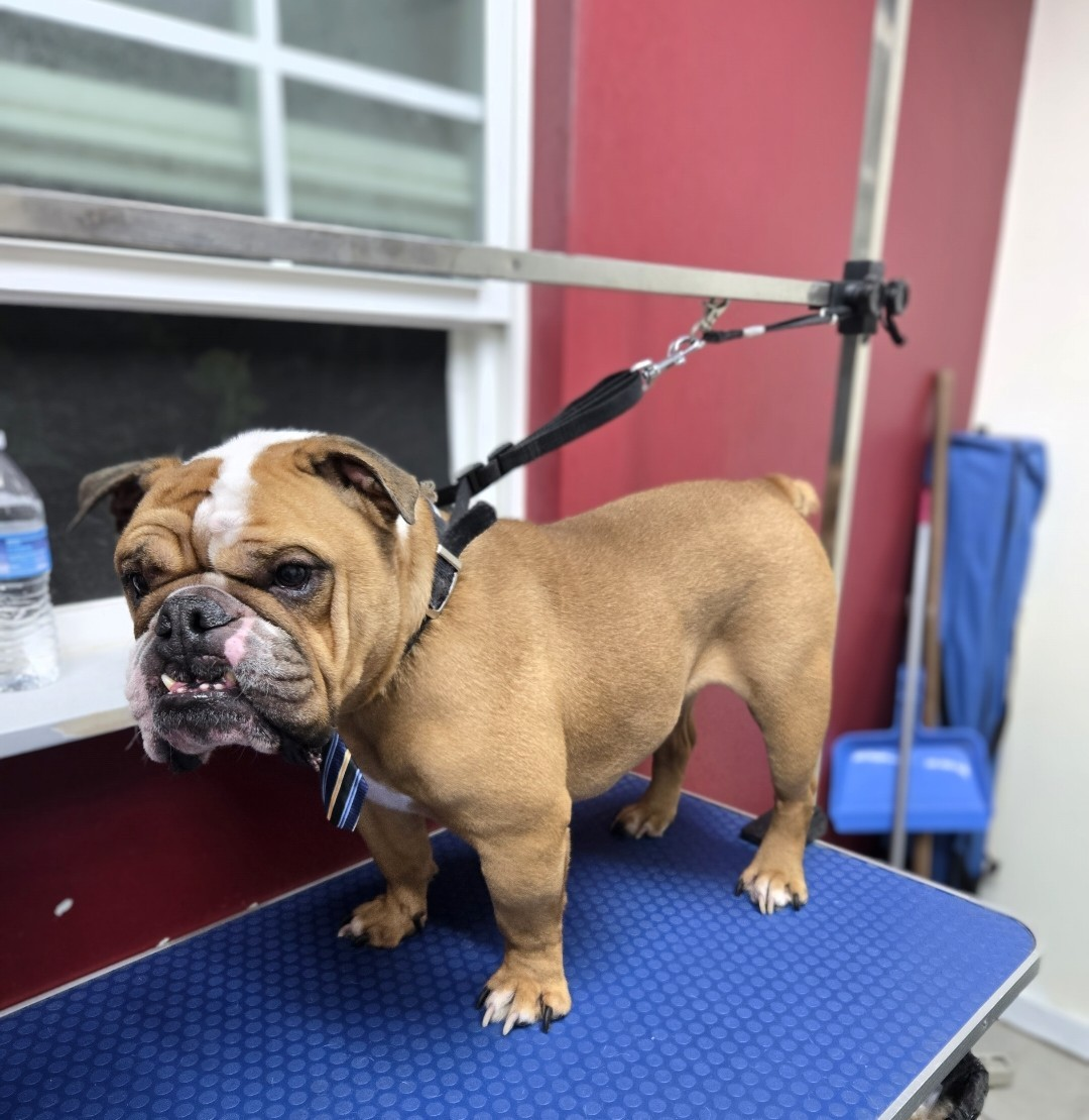 Freshly groomed Bulldog