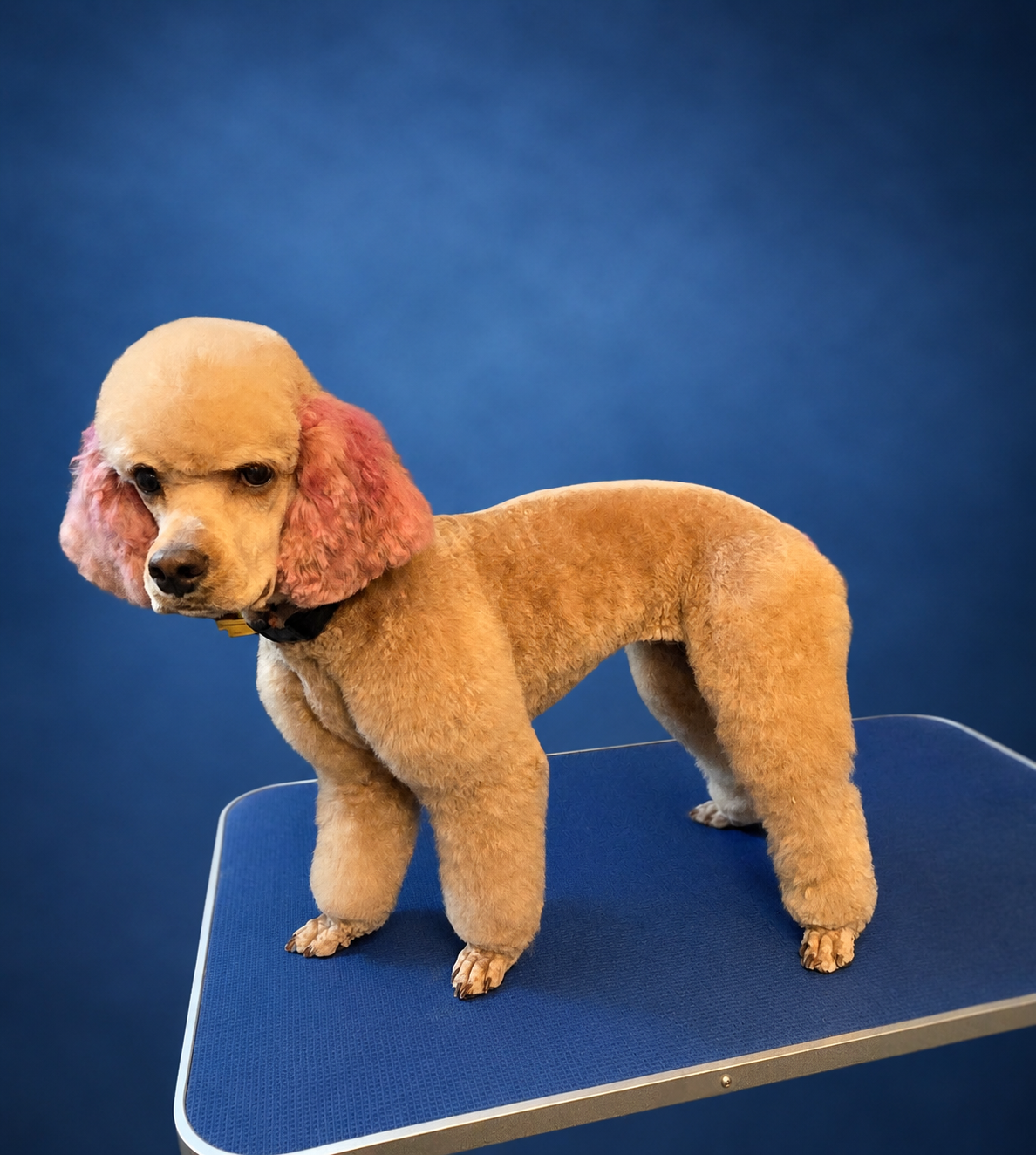 Freshly groomed poodle with pink-dyed ears