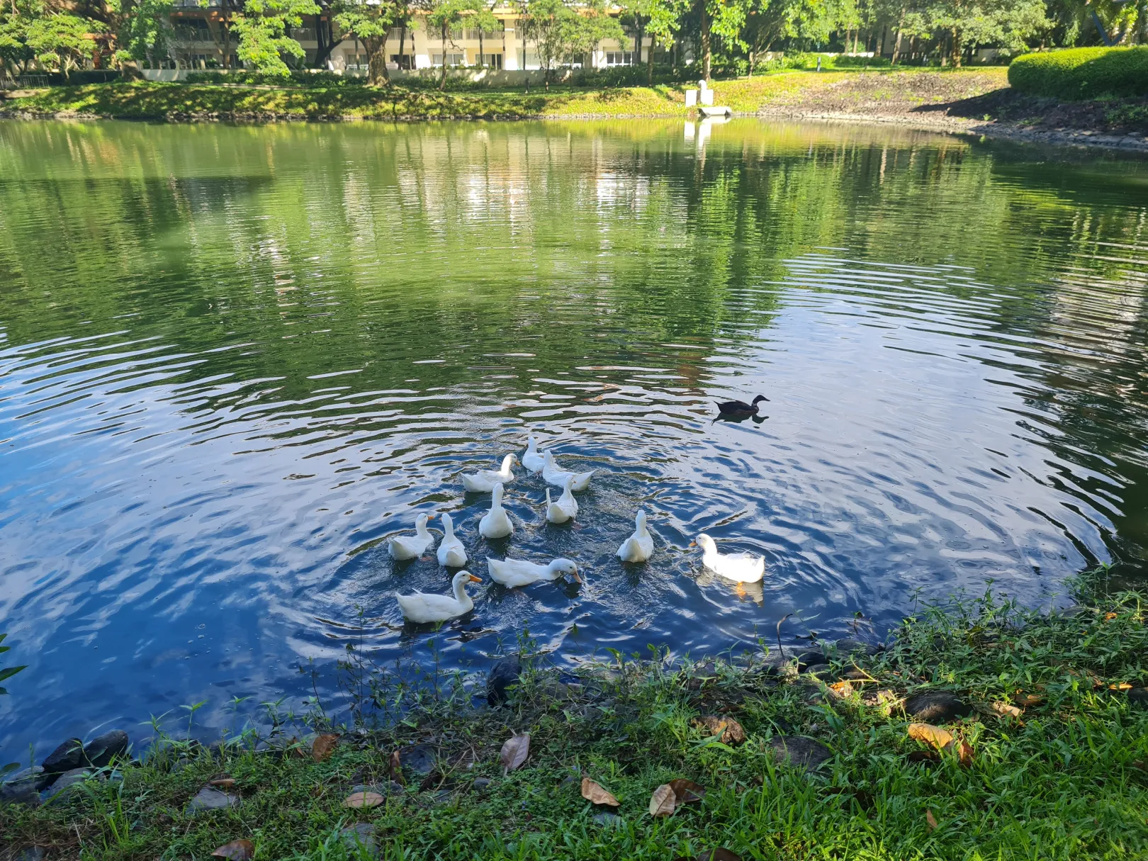 Lagoon surrounded by trees