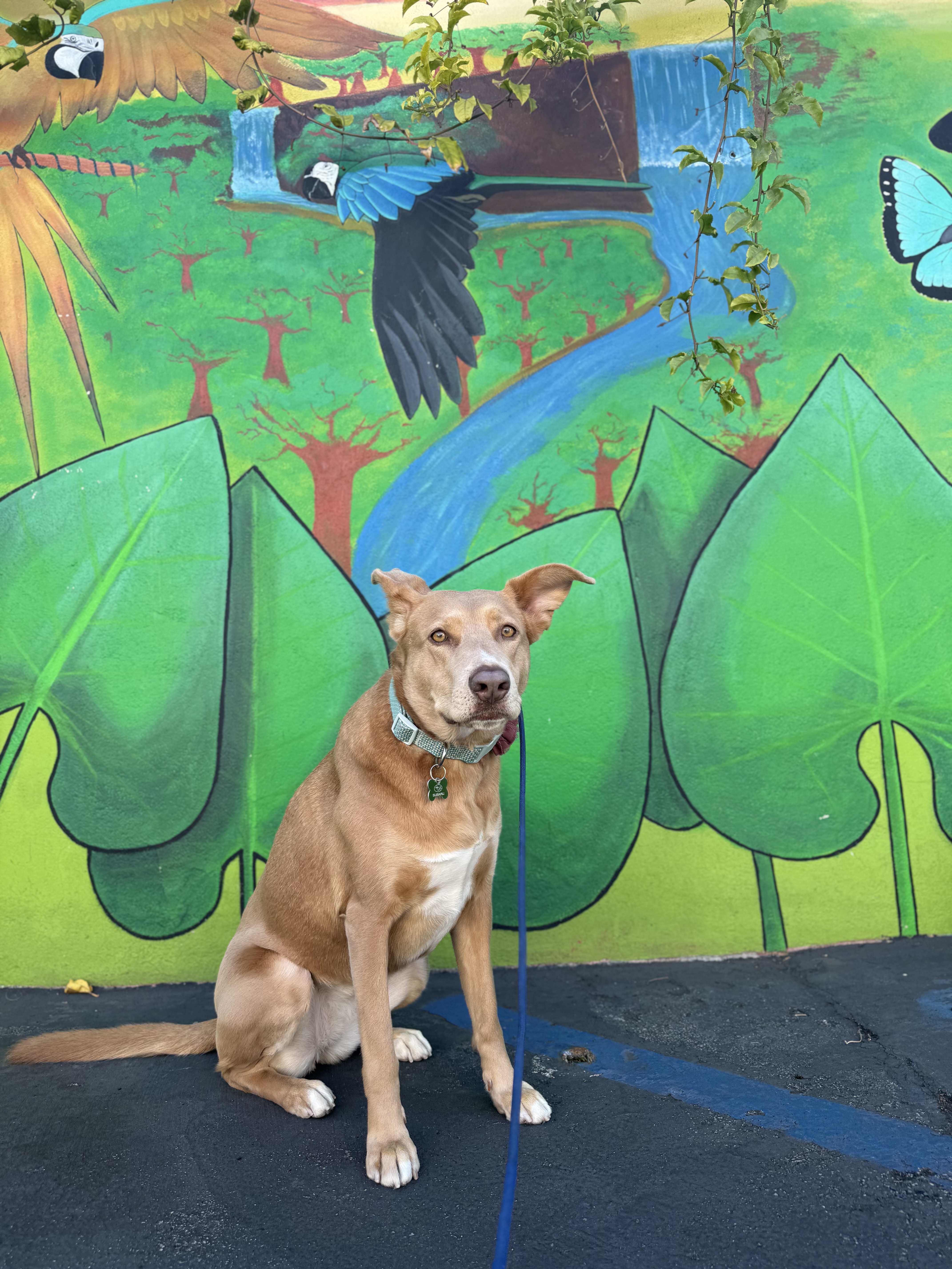 Dog name