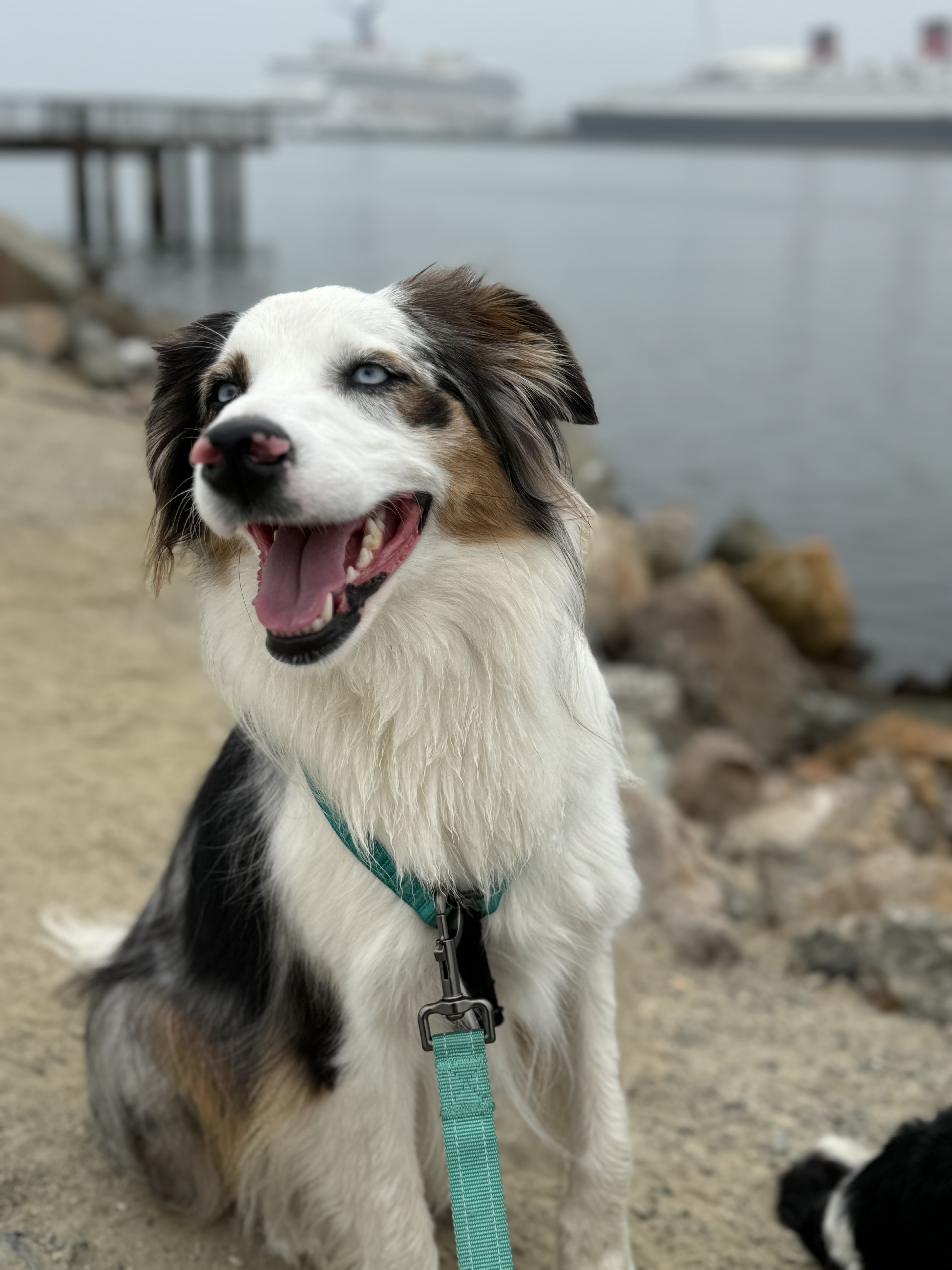 Dog name