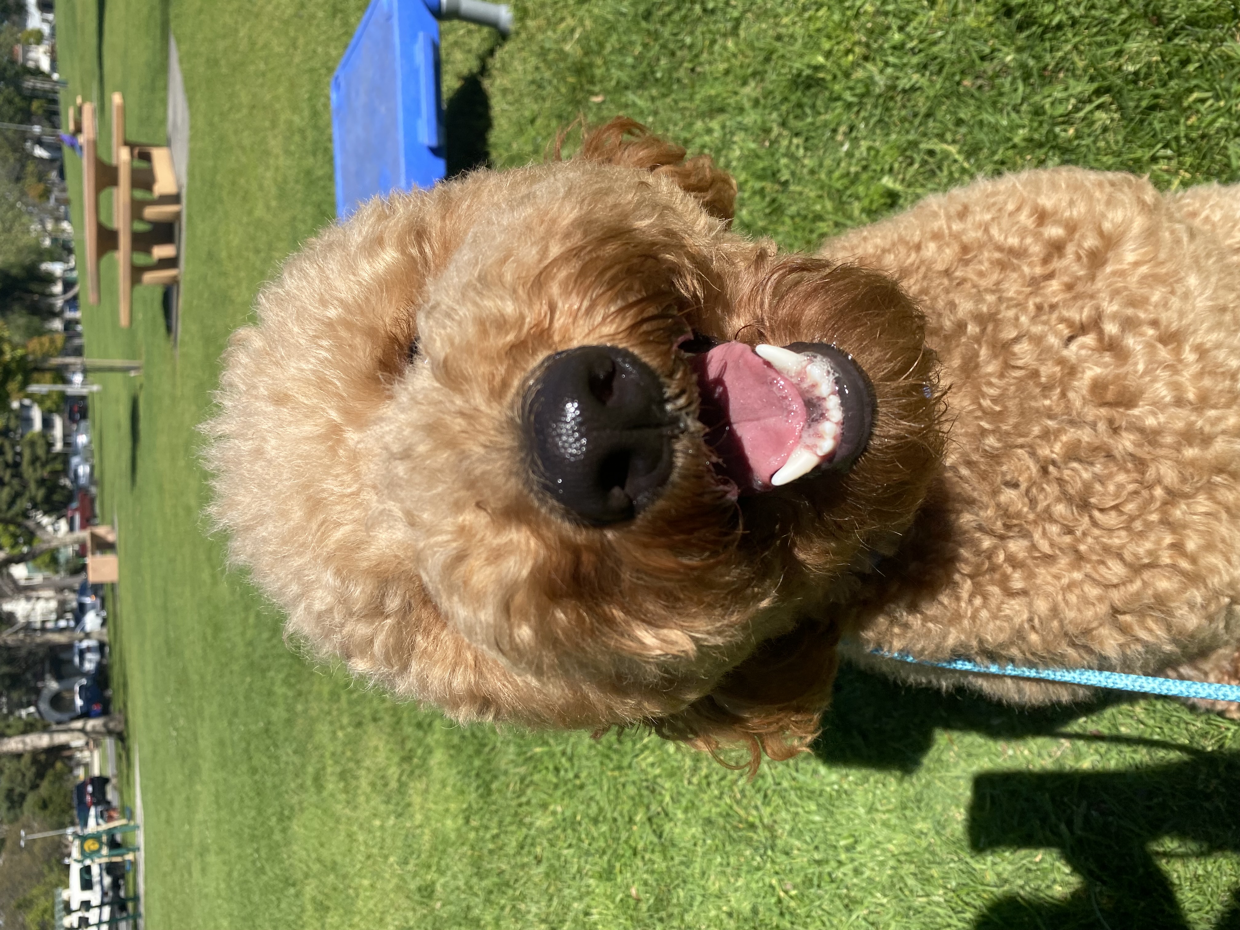 Dog name