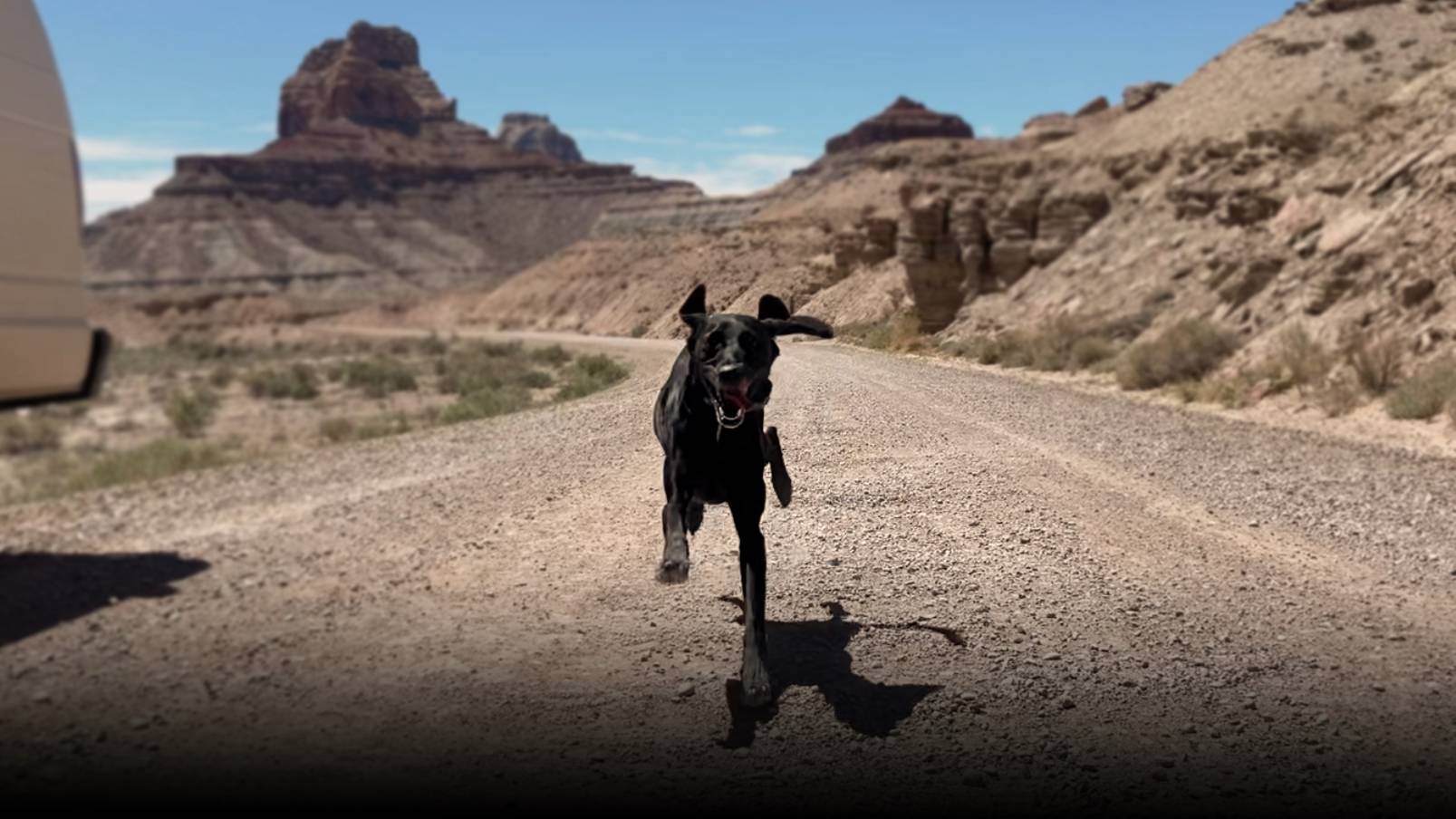 A BAMK9 dog running free