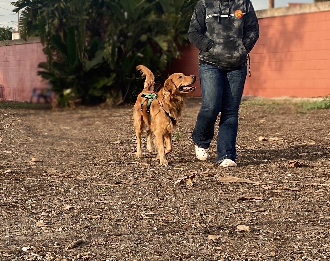 A BAMK9 Foundations dog training in Long Beach
