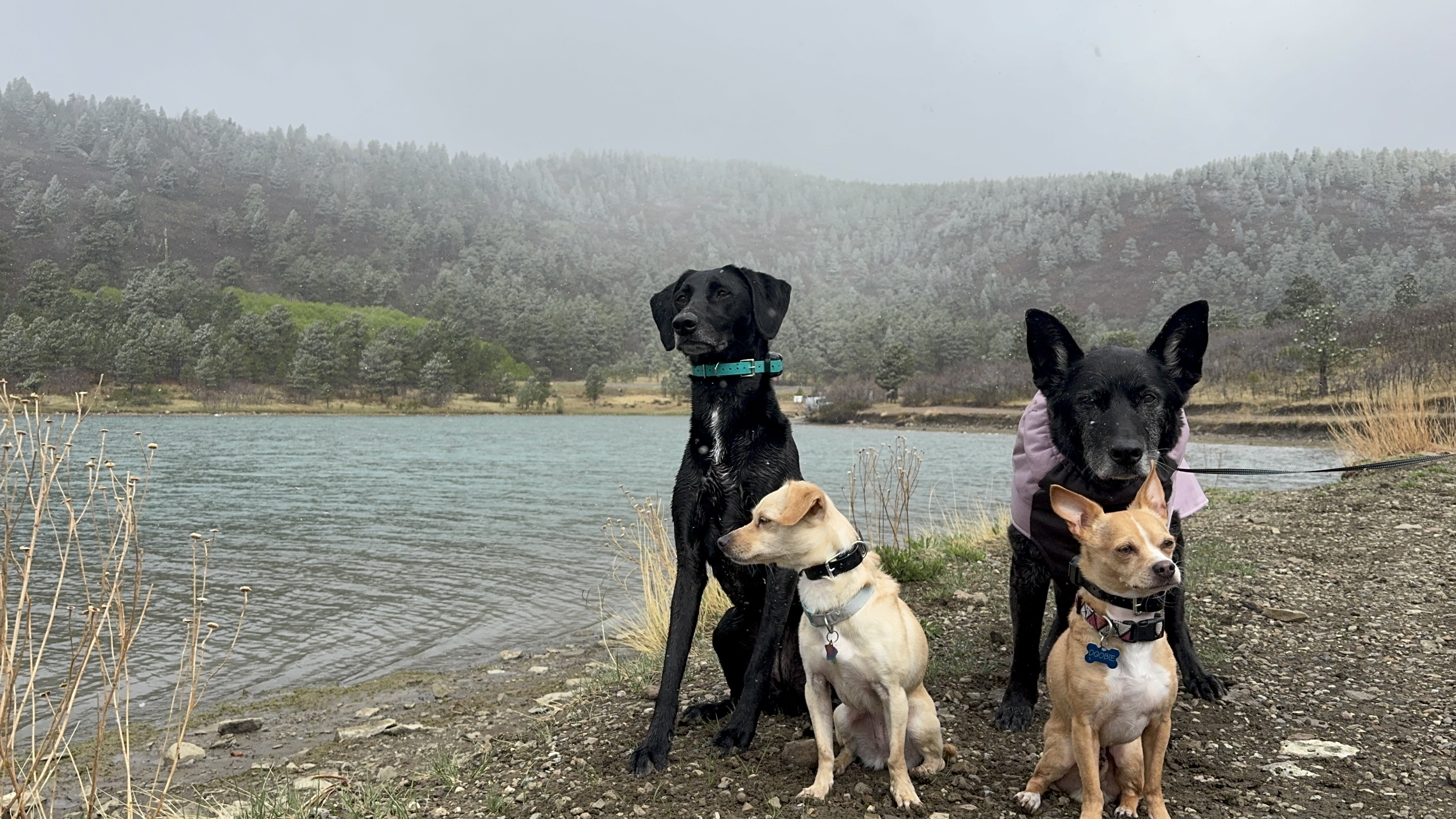 Charlie's dogs Ellie, Noodle, Ba'cho and Doobie, from left to right