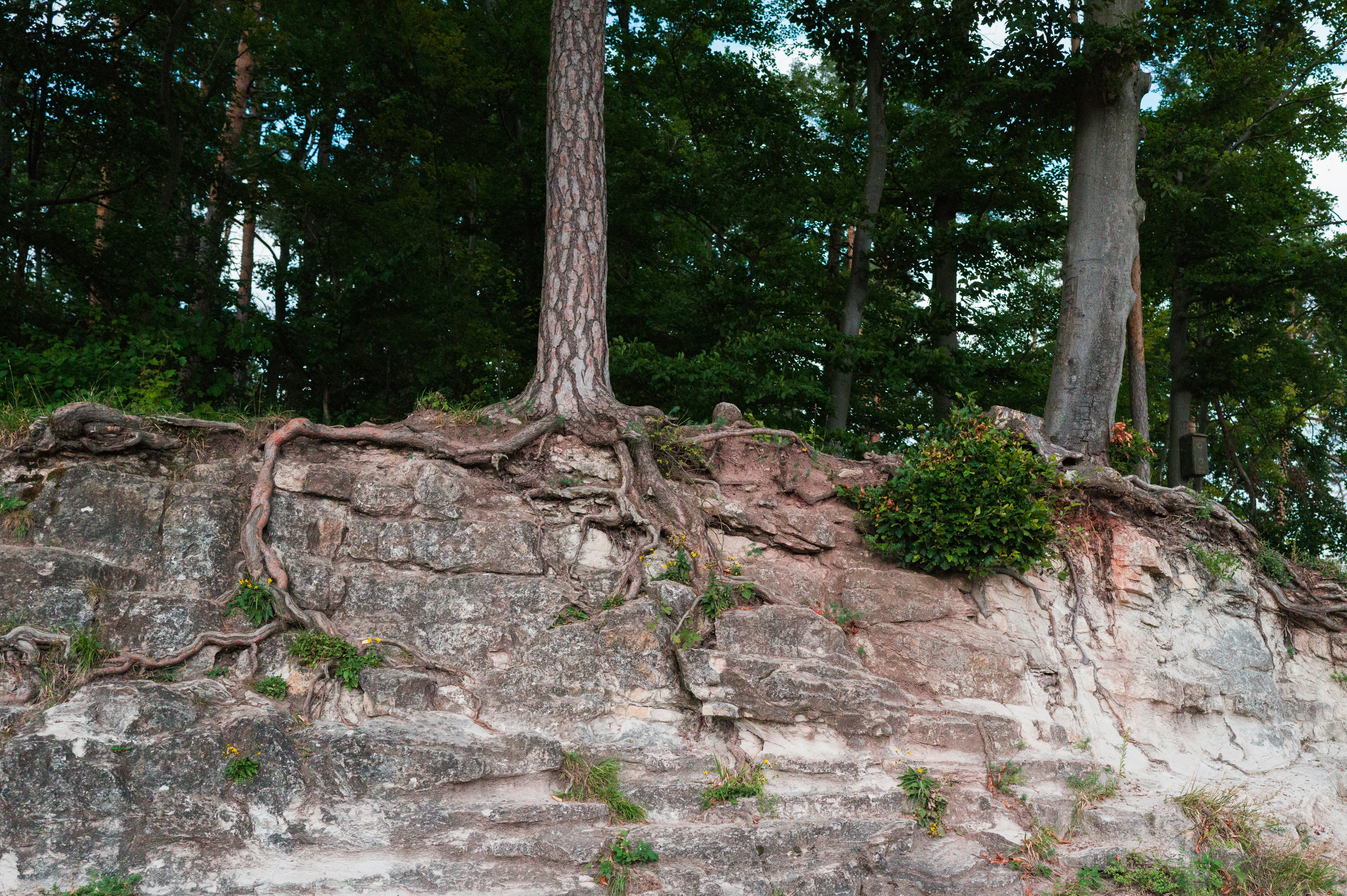 Mature tree roots spreading over rocky ground, illustrating the importance of strong underlying support