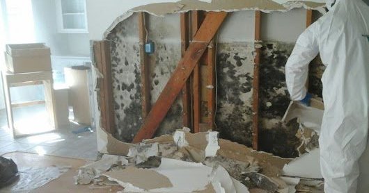 mold remediation Schertz