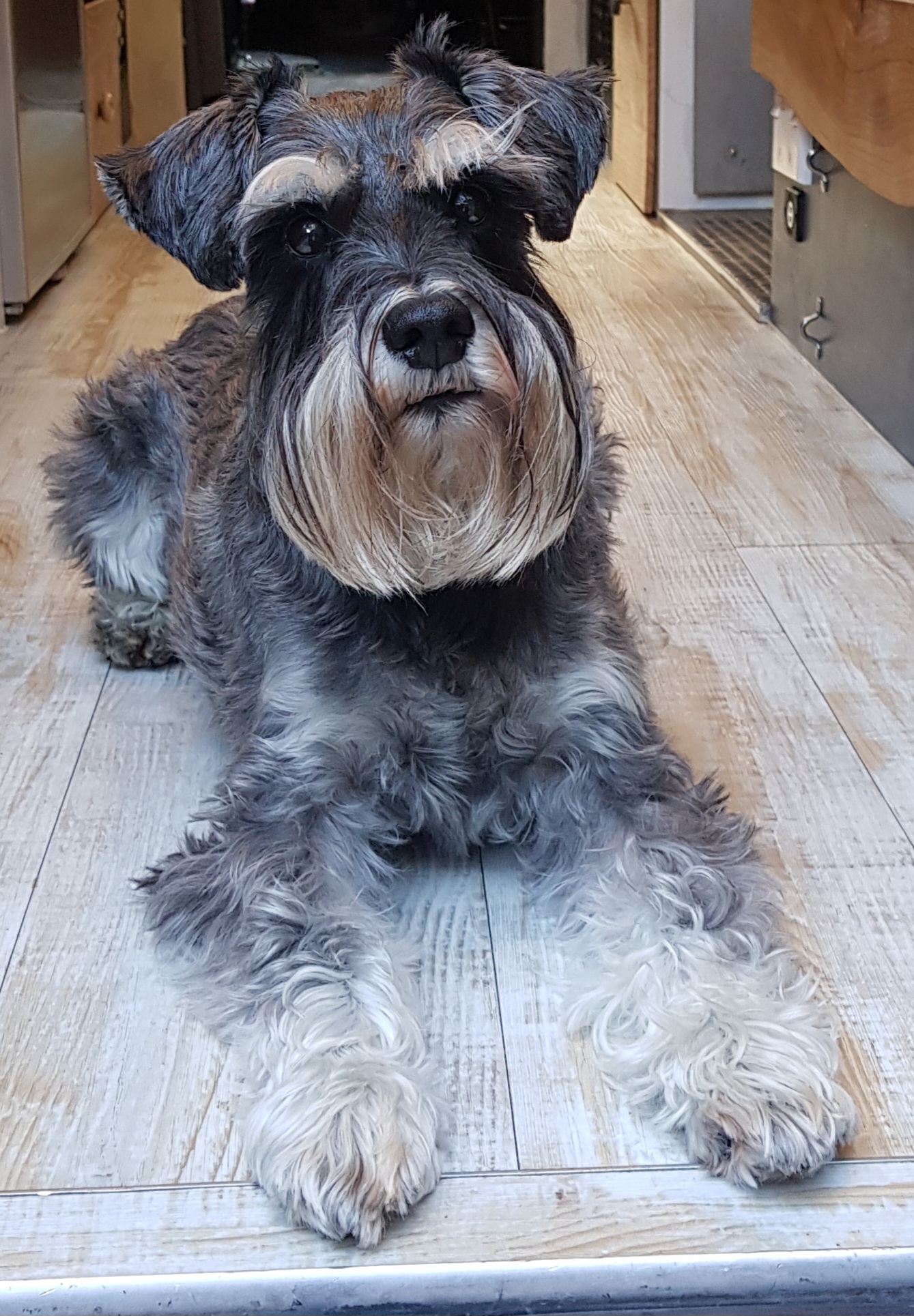 Colin, miniature schnauzer Colin, miniature schnauzer