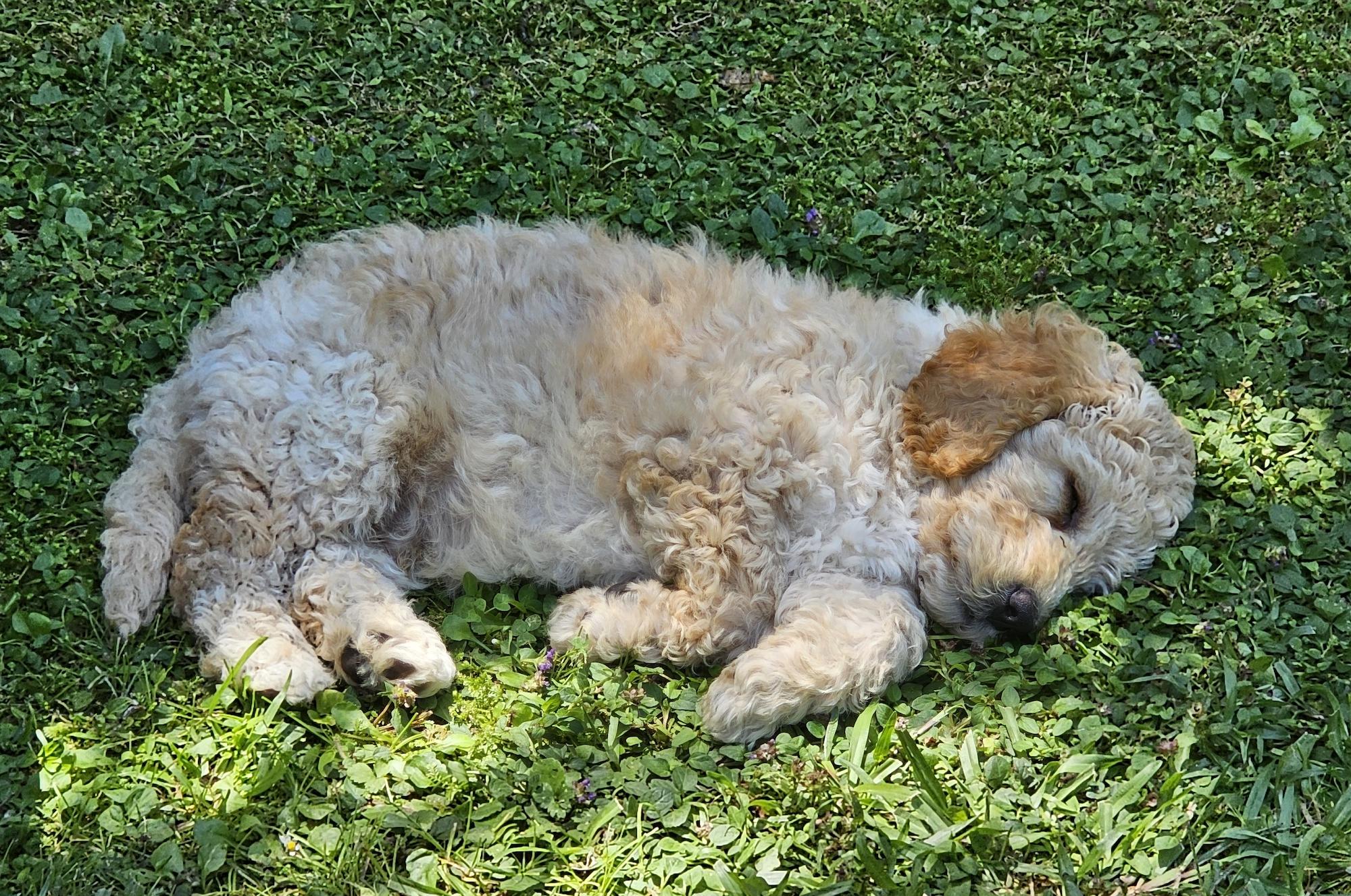 Keith sleeping on lawn, 8 weeks Keith sleeping on lawn, 8 weeks