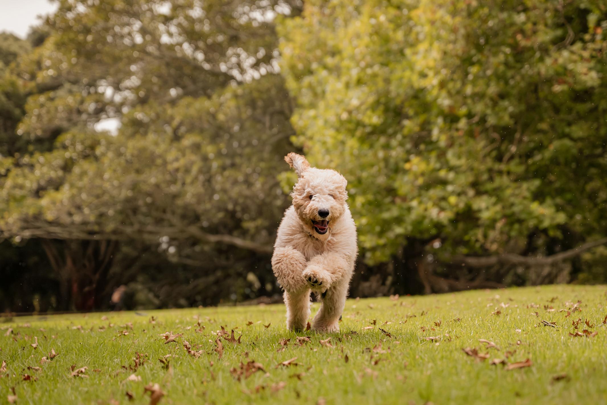 Paws For Understanding PawsFourThought — understand your dog, trust yourself.
