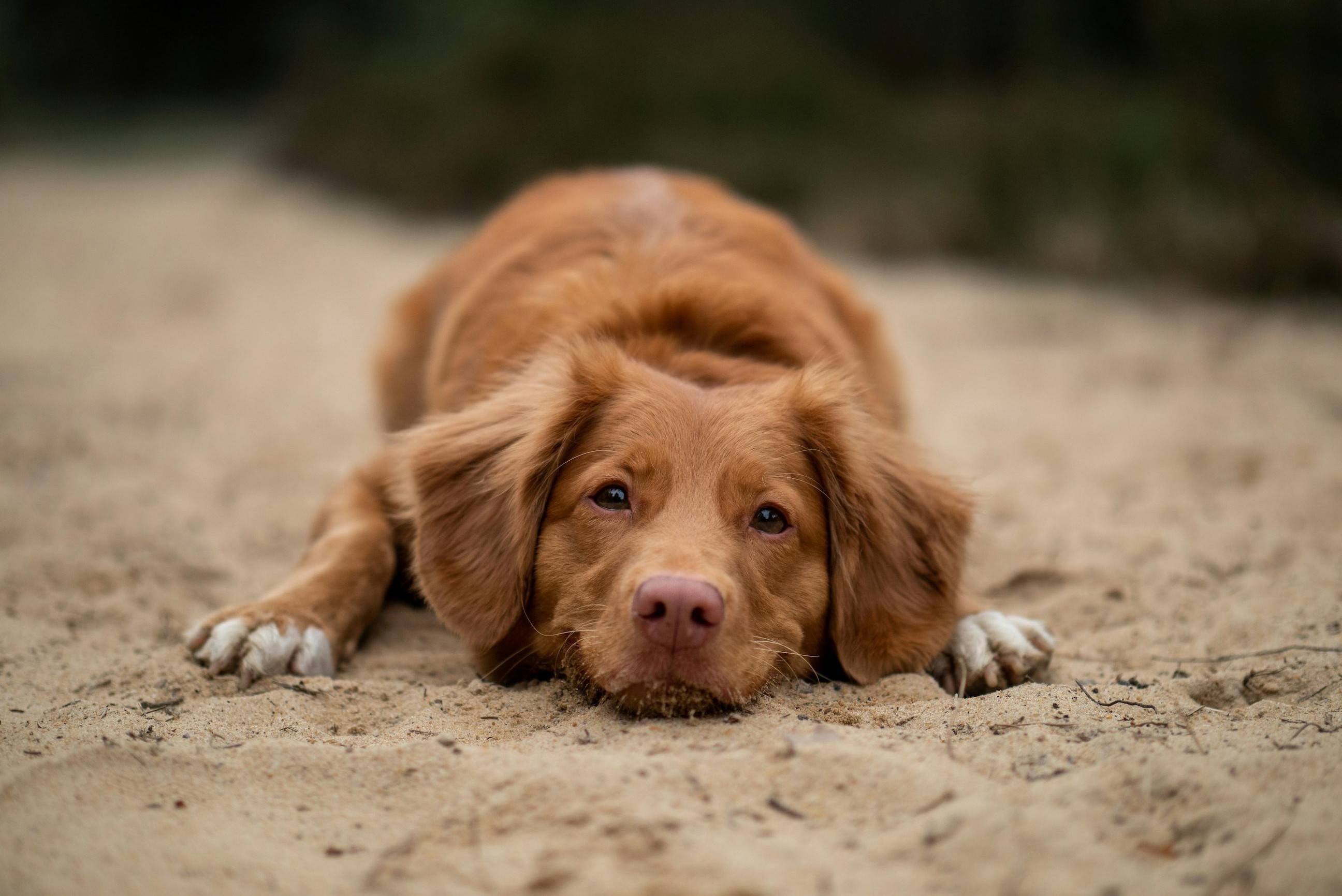 Dog lying in the sand
