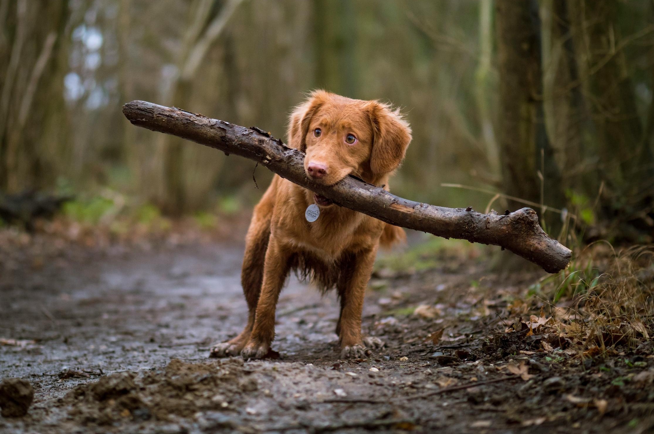 Dog carrying a big branch in its mouth