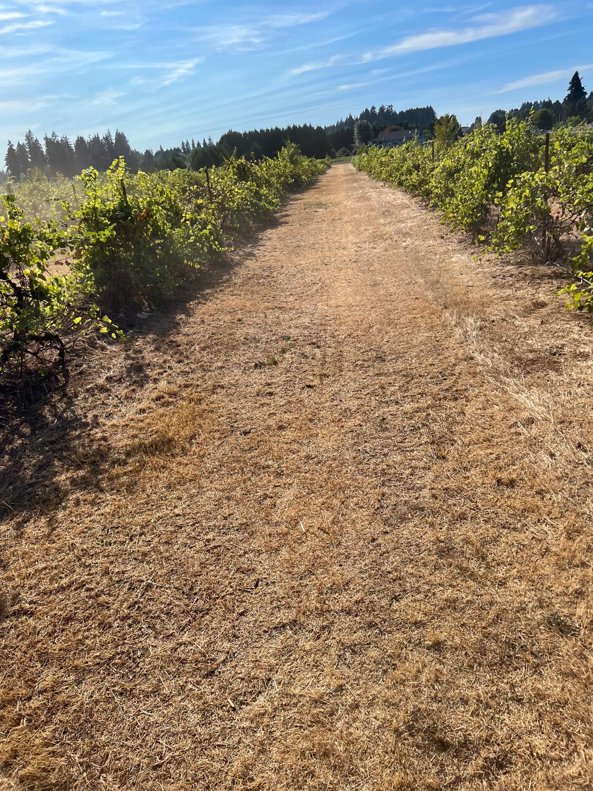 Brush clearing and path completed by Metro Mowing Services and Maintenance LLC