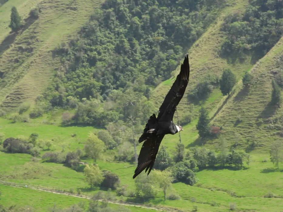 Águila avistada durante los recorridos de Escuela Aves de Salento