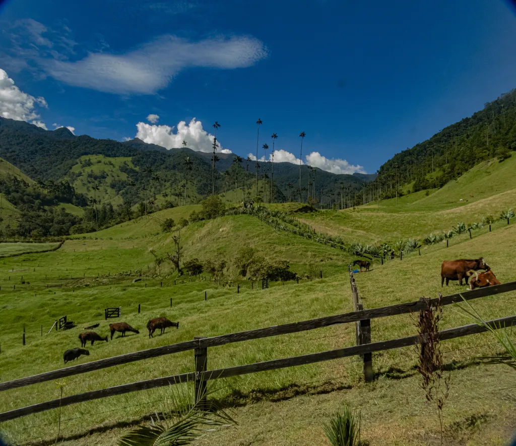 Palmas de cera del Valle de Cocora entre potreros y montañas del Quindío