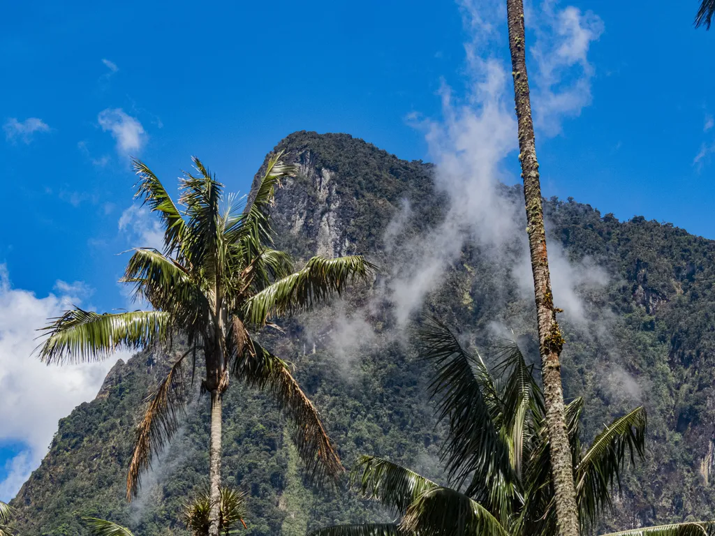 Palmas de cera y montañas del Valle de Cocora durante la caminata