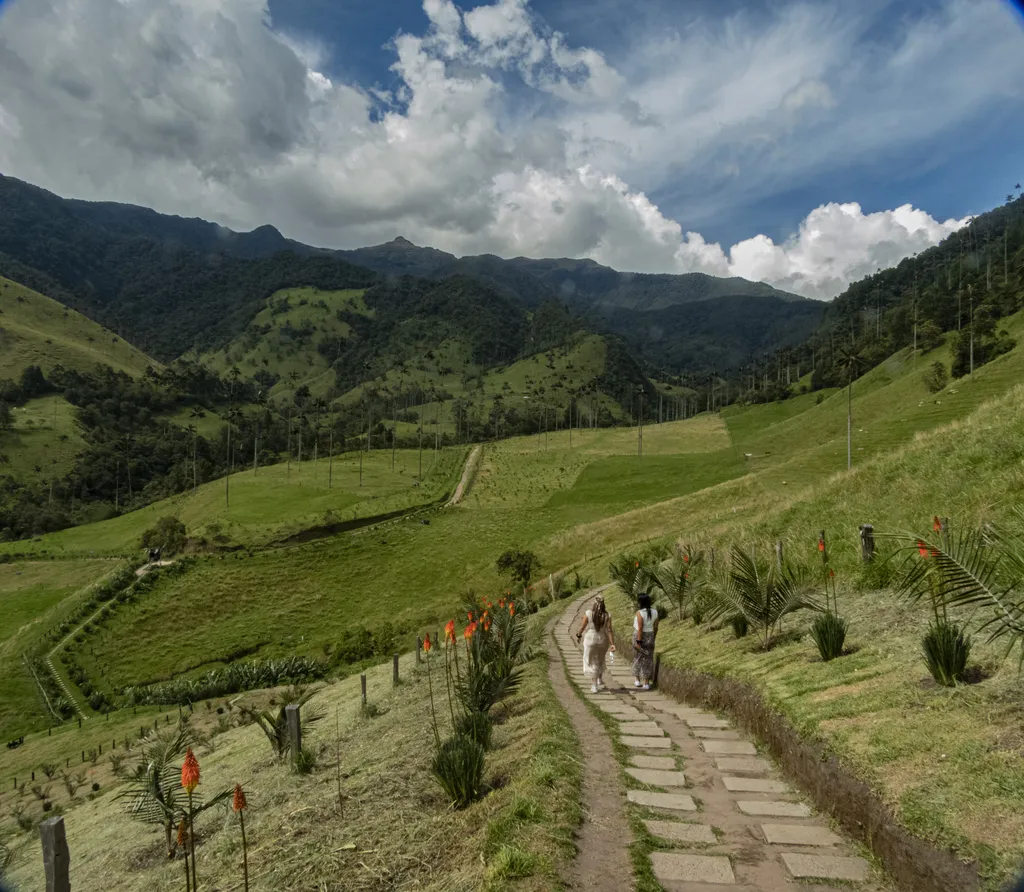 Caminata guiada por los senderos del Valle de Cocora